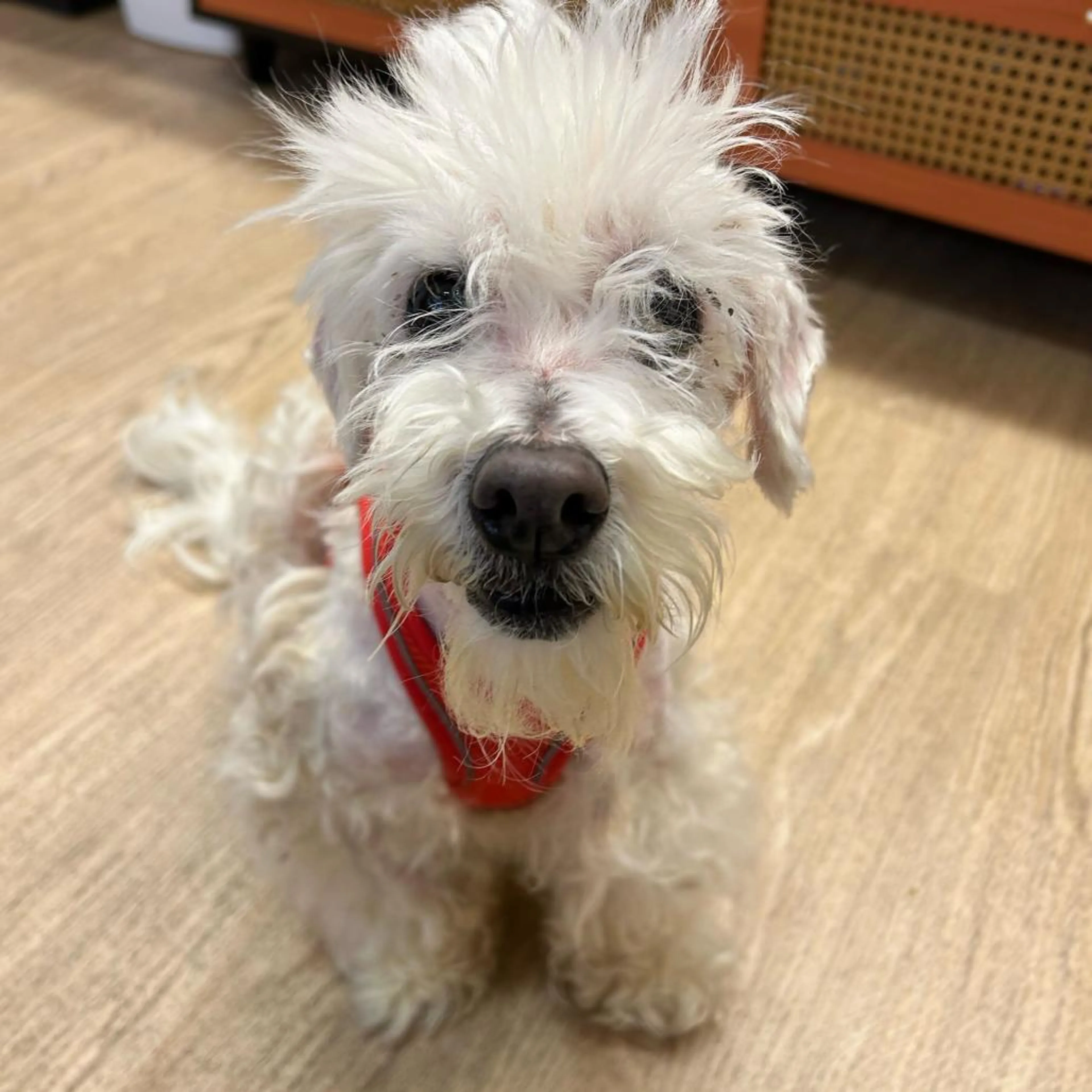 Found pet-2