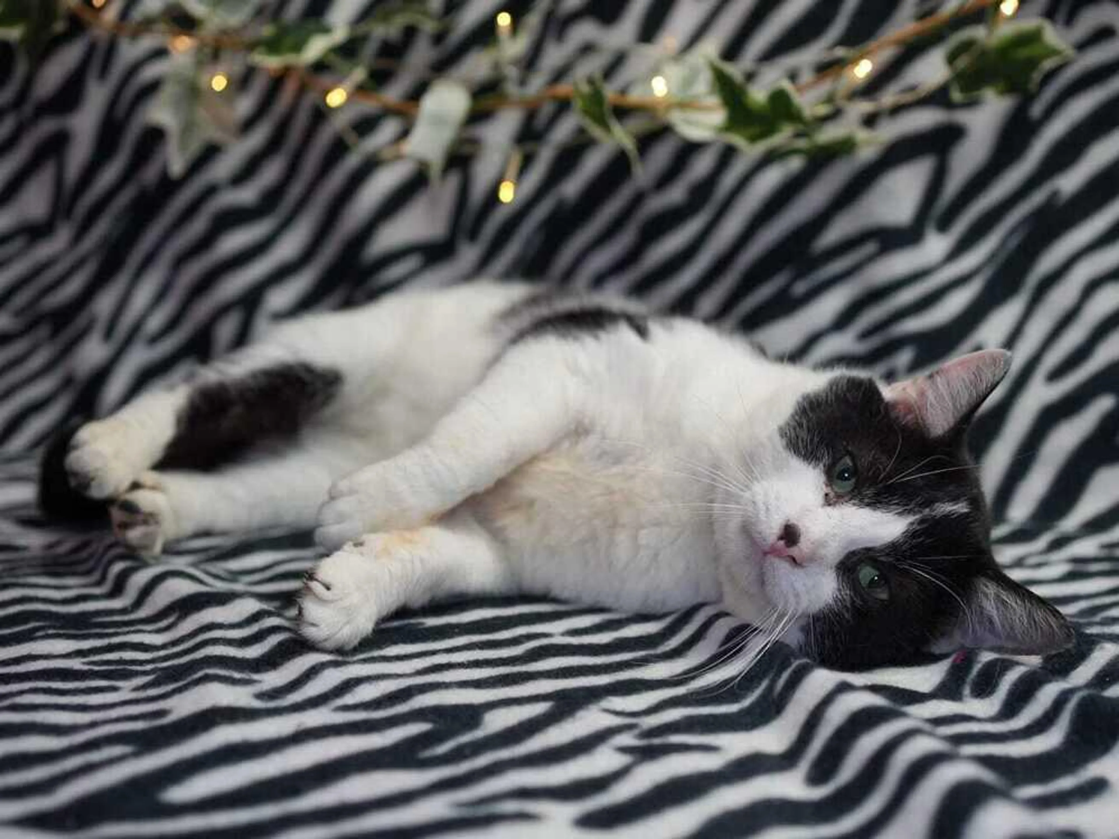 Found pet-1