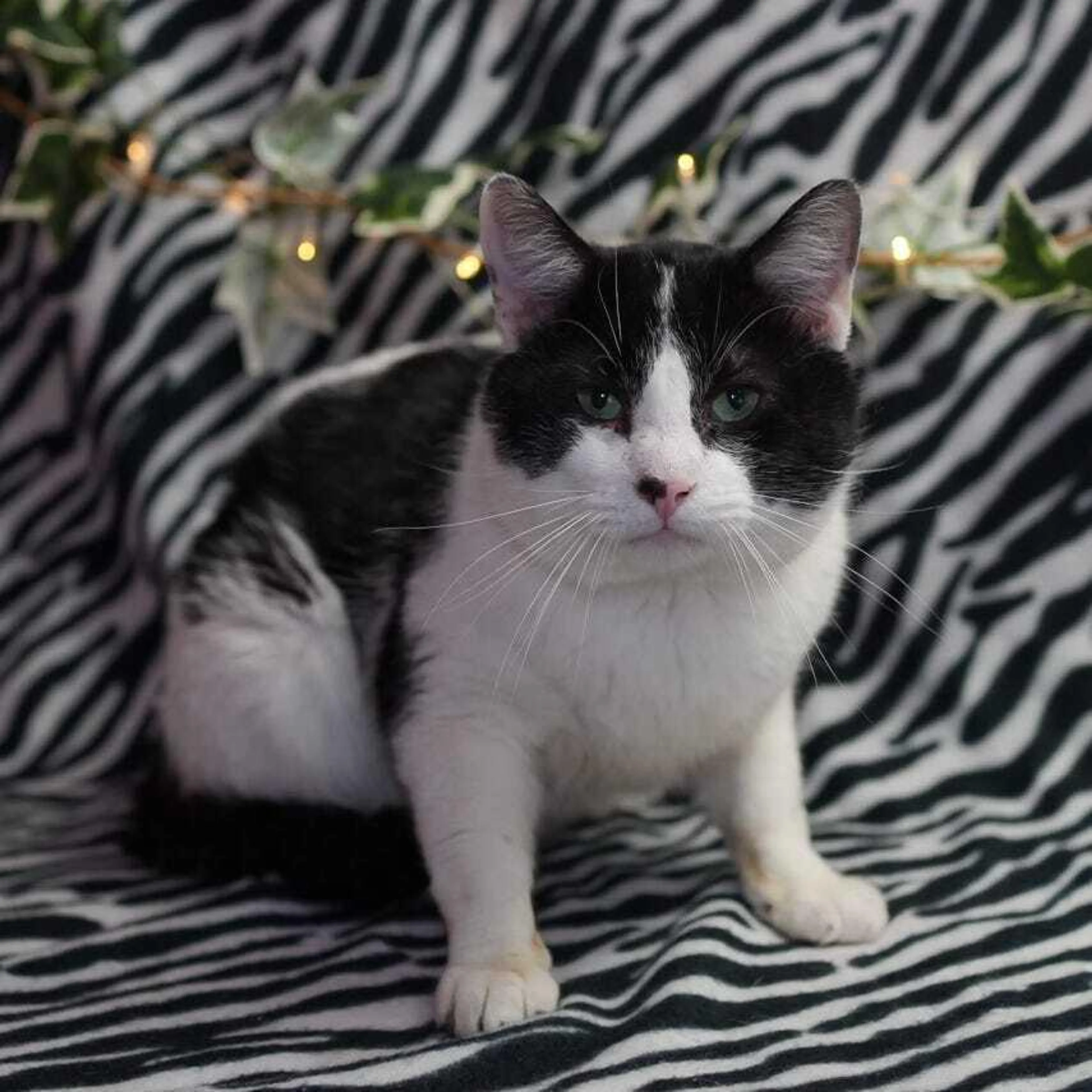 Found pet-0