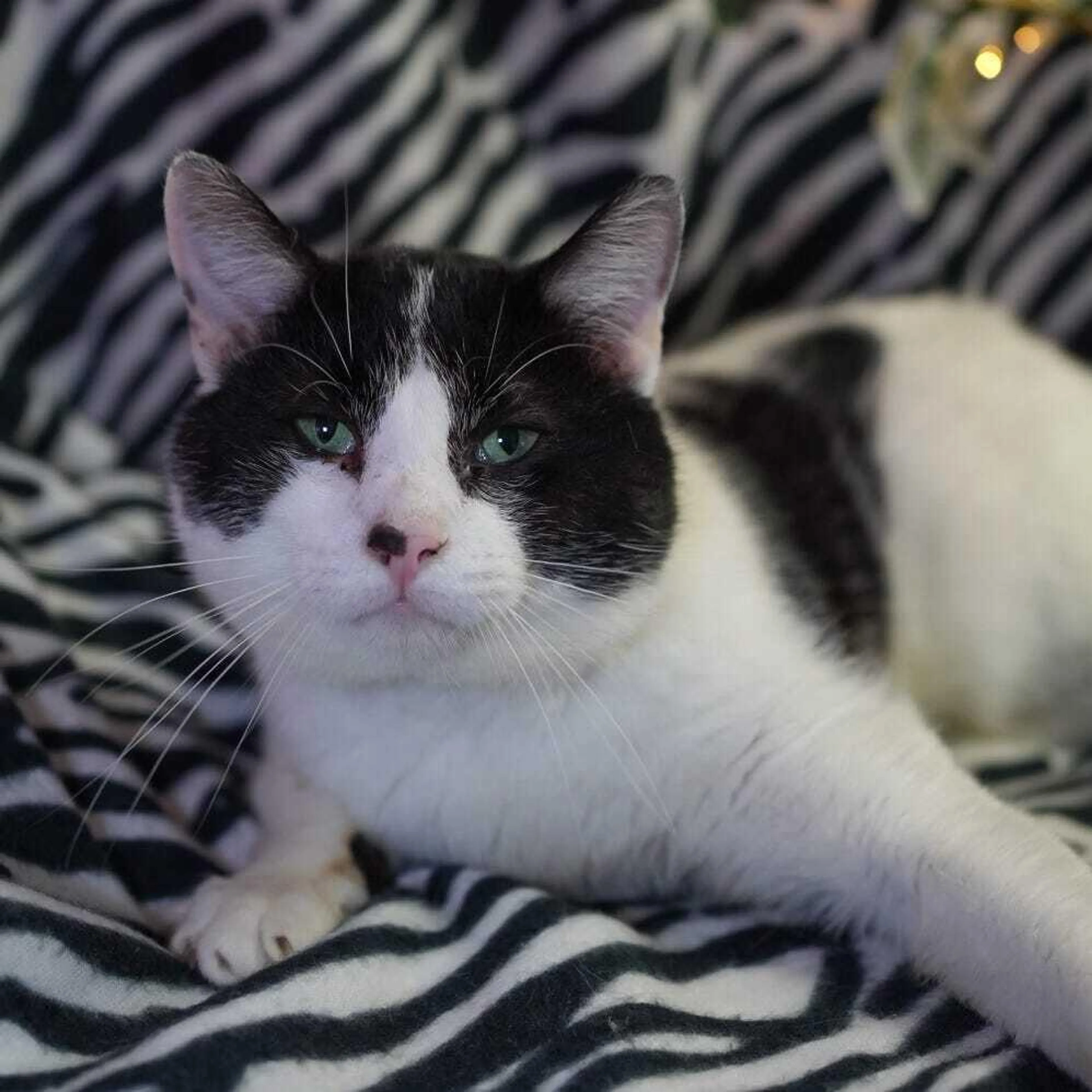 Found pet-2