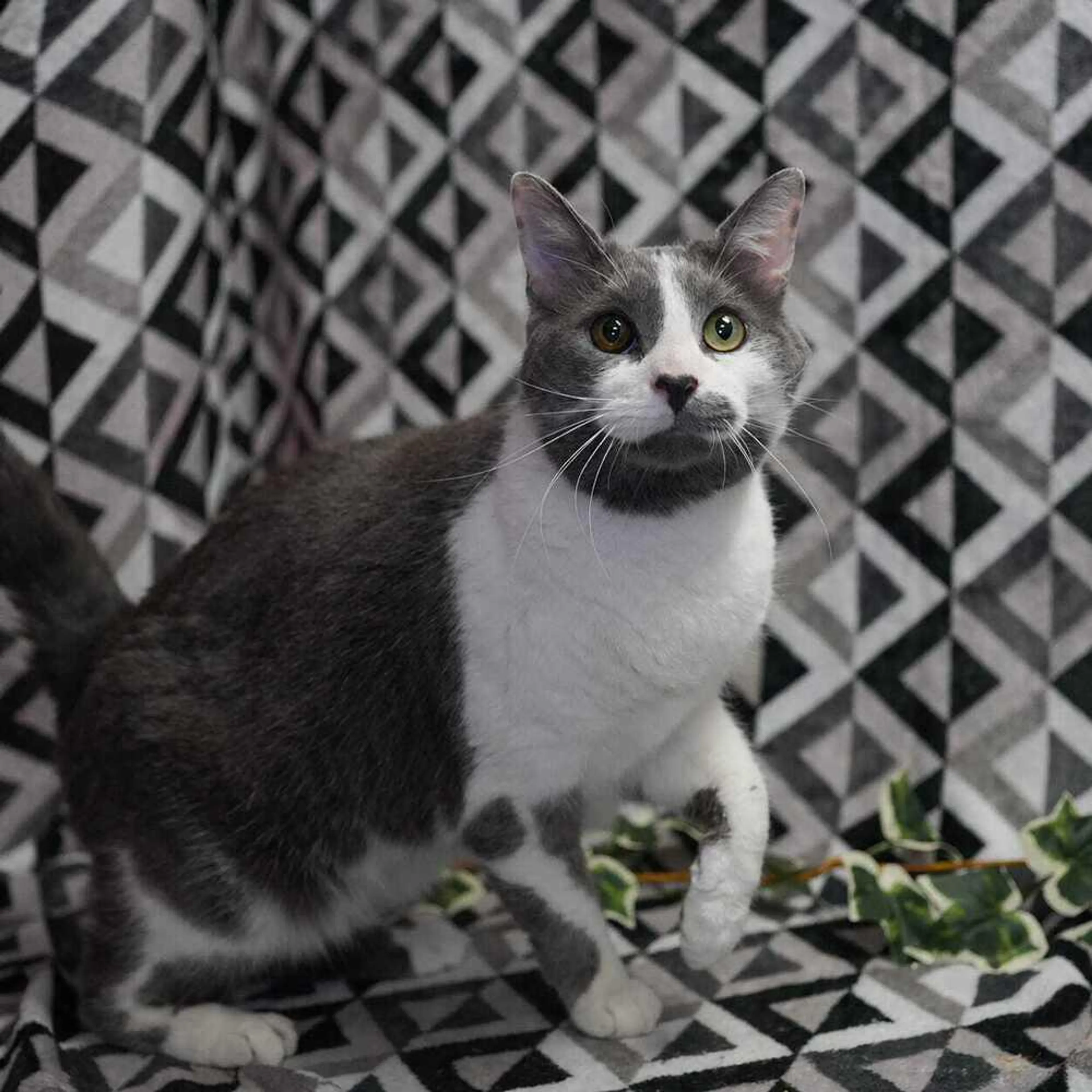 Found pet-1