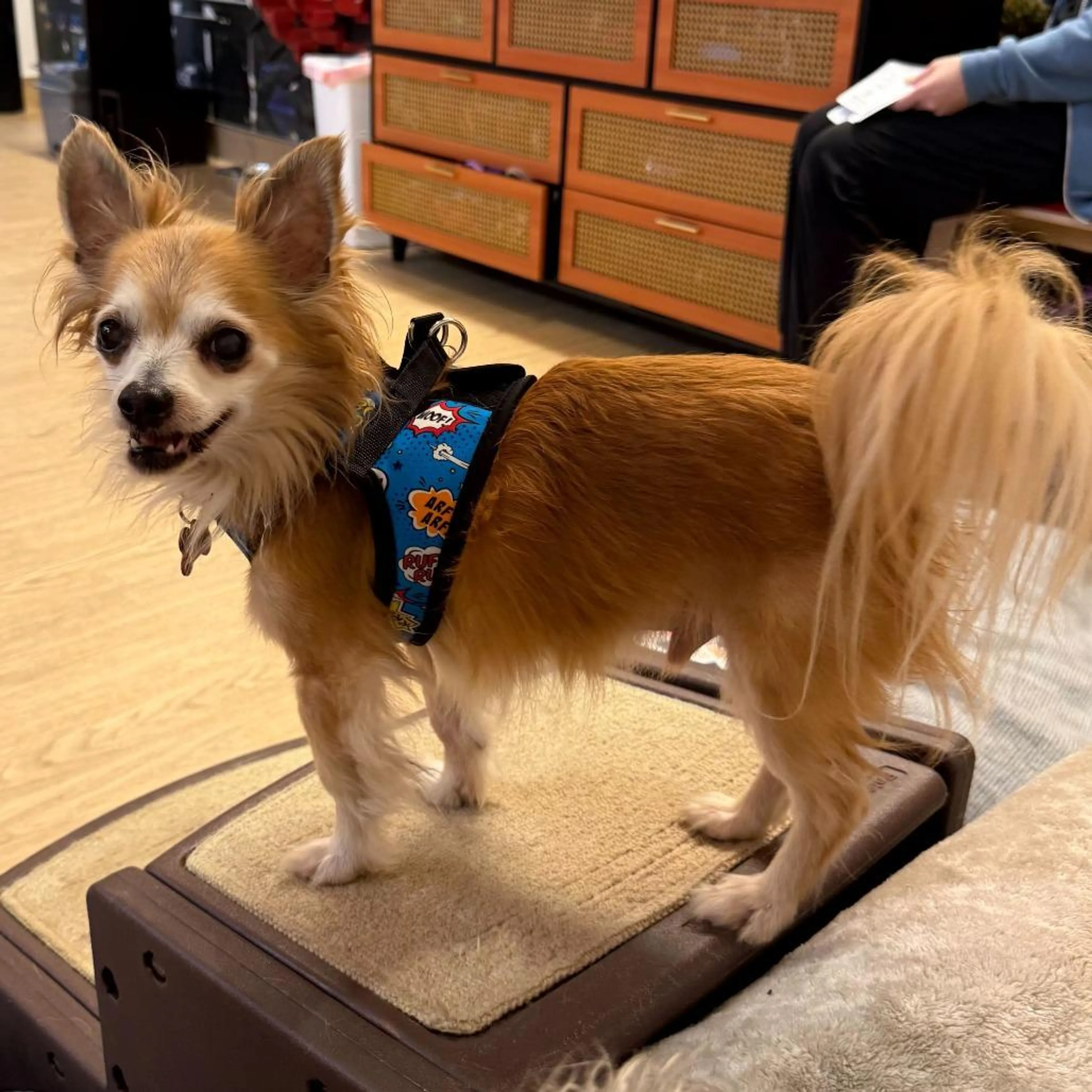 Found pet-2