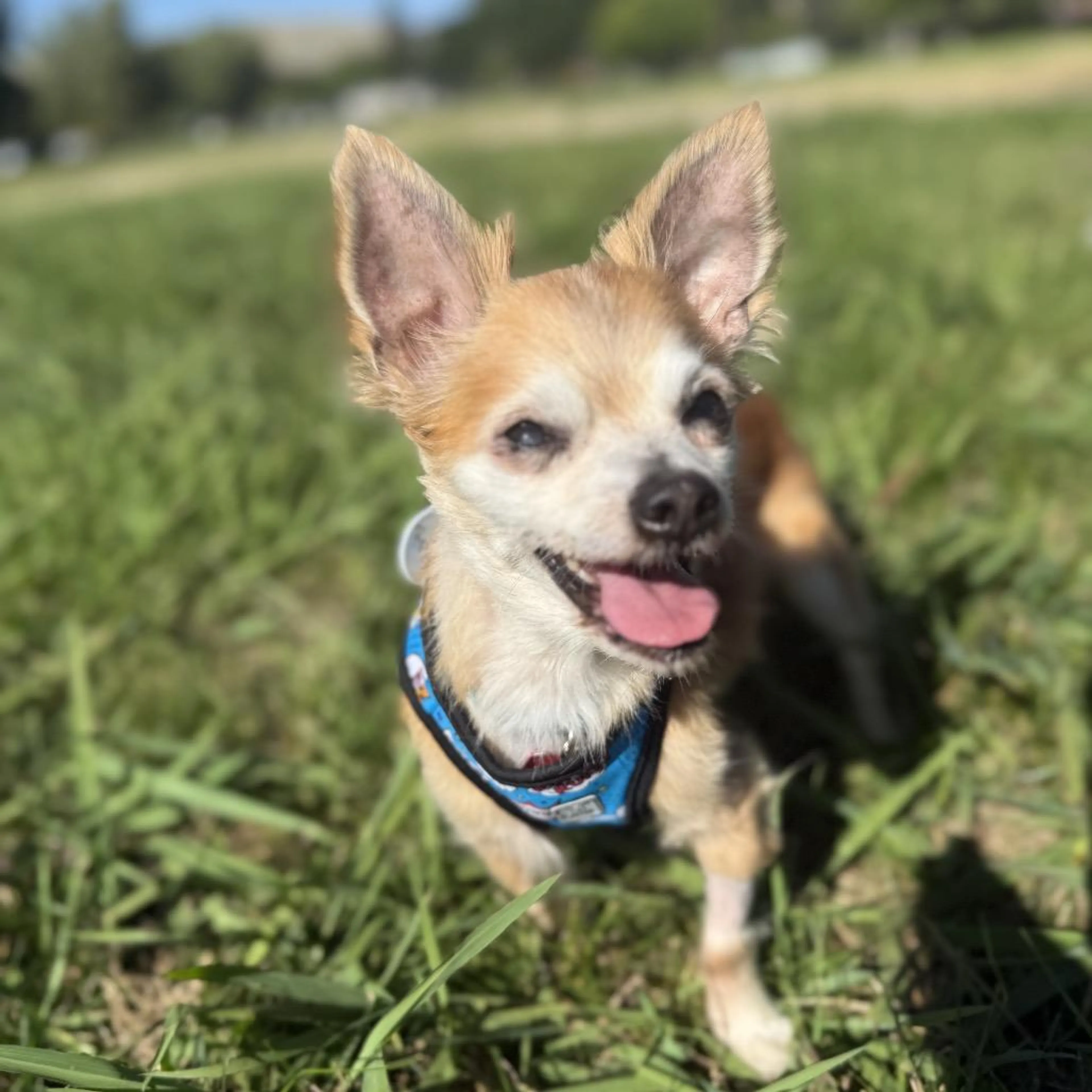 Found pet-2