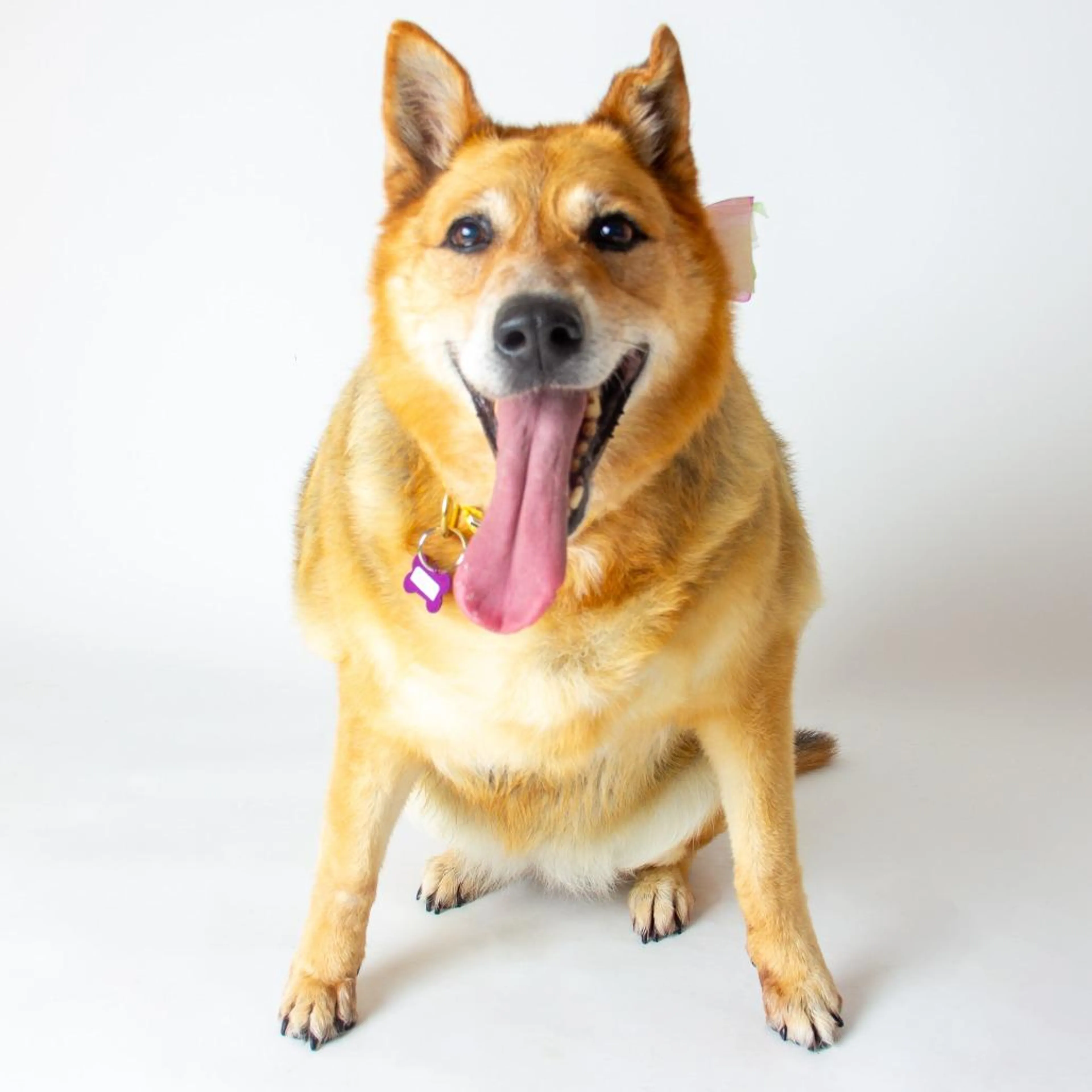 Found pet-4