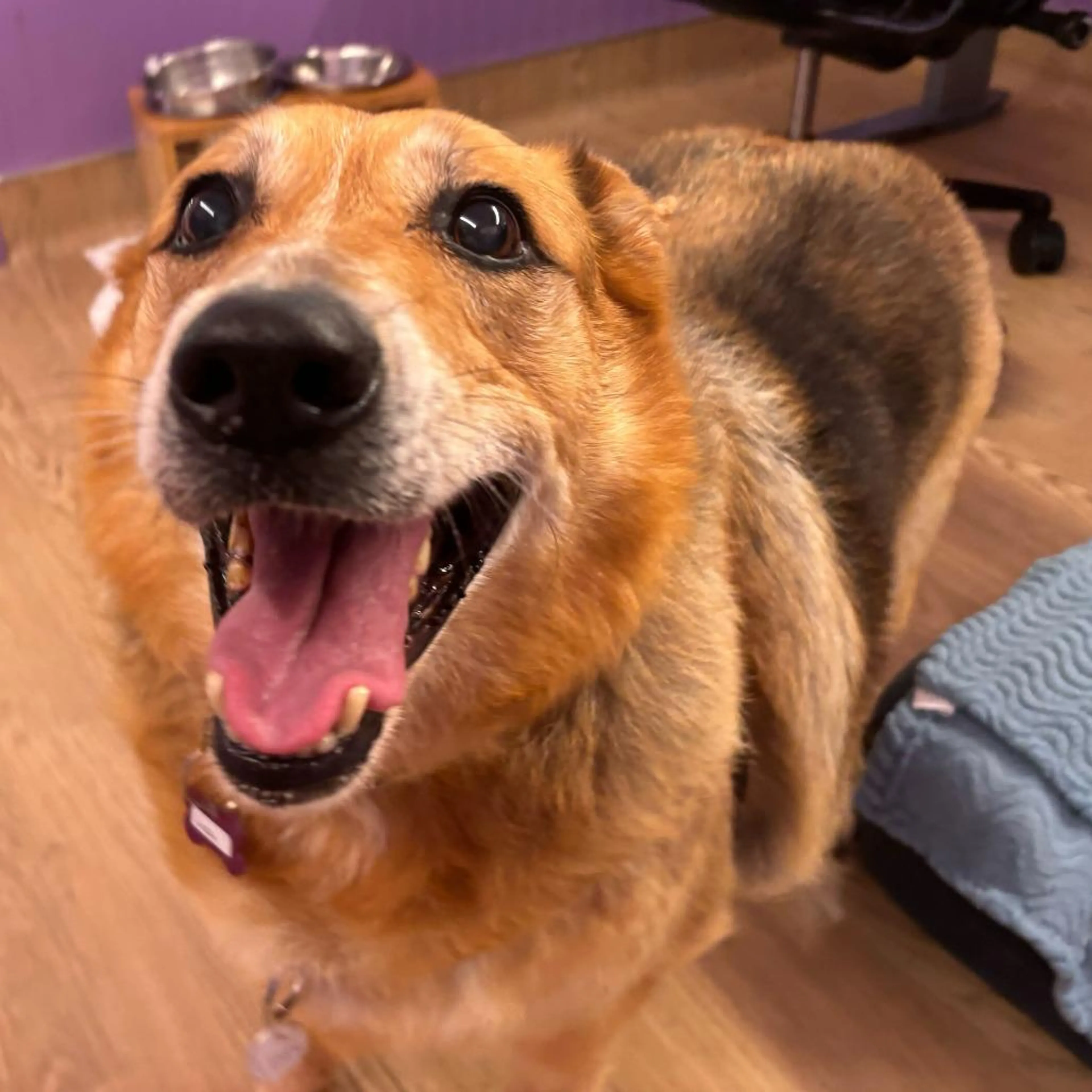 Found pet-3
