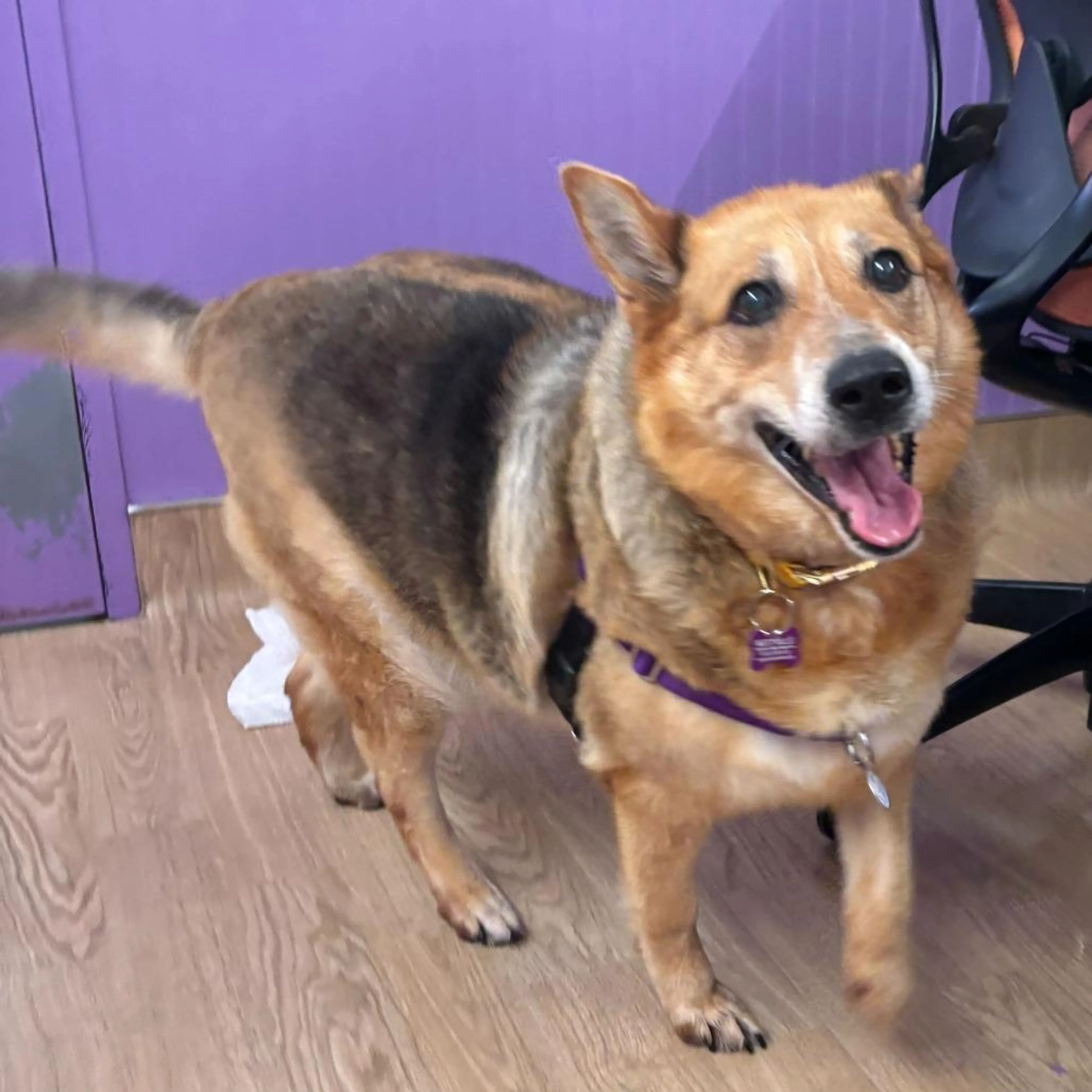 Found pet-0