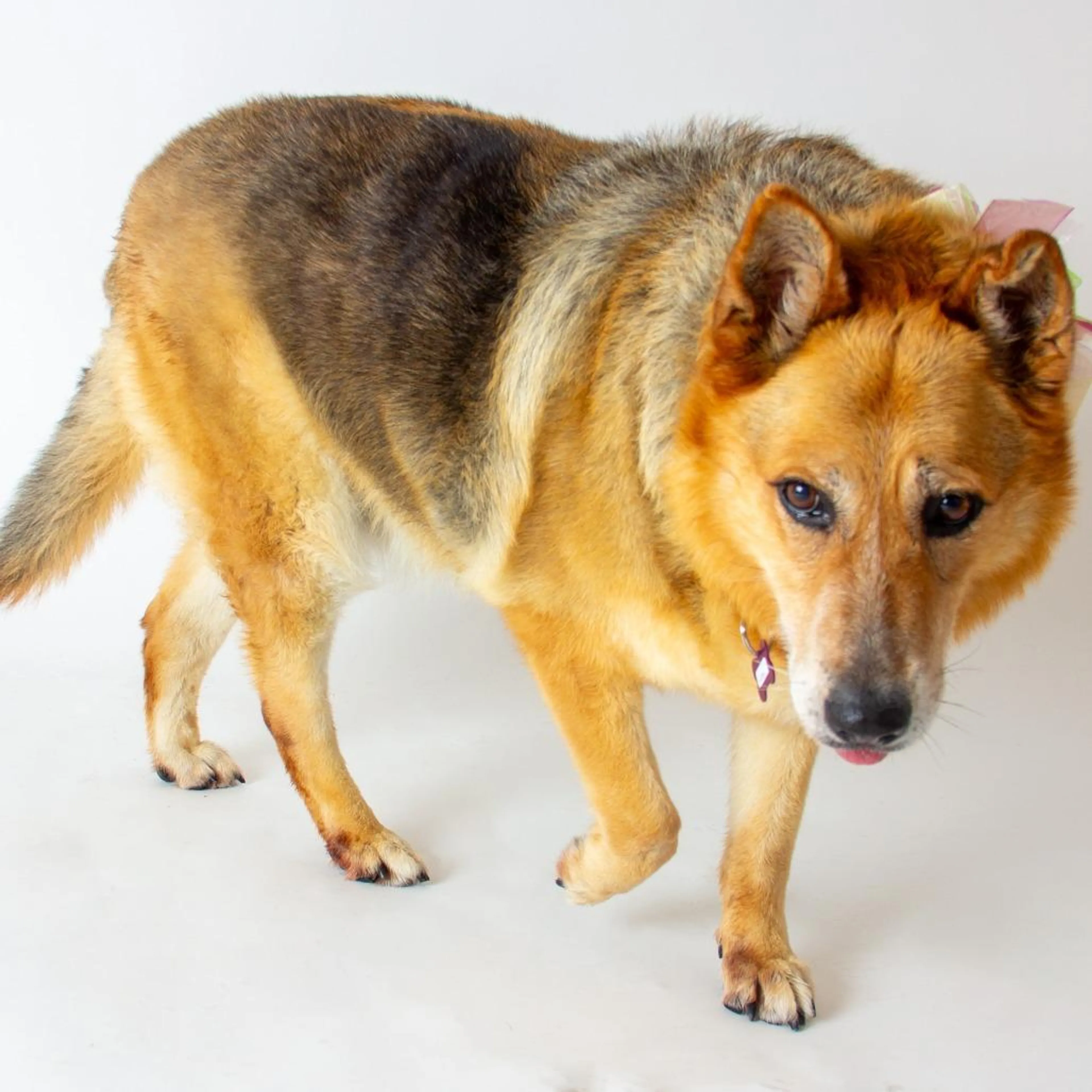 Found pet-1
