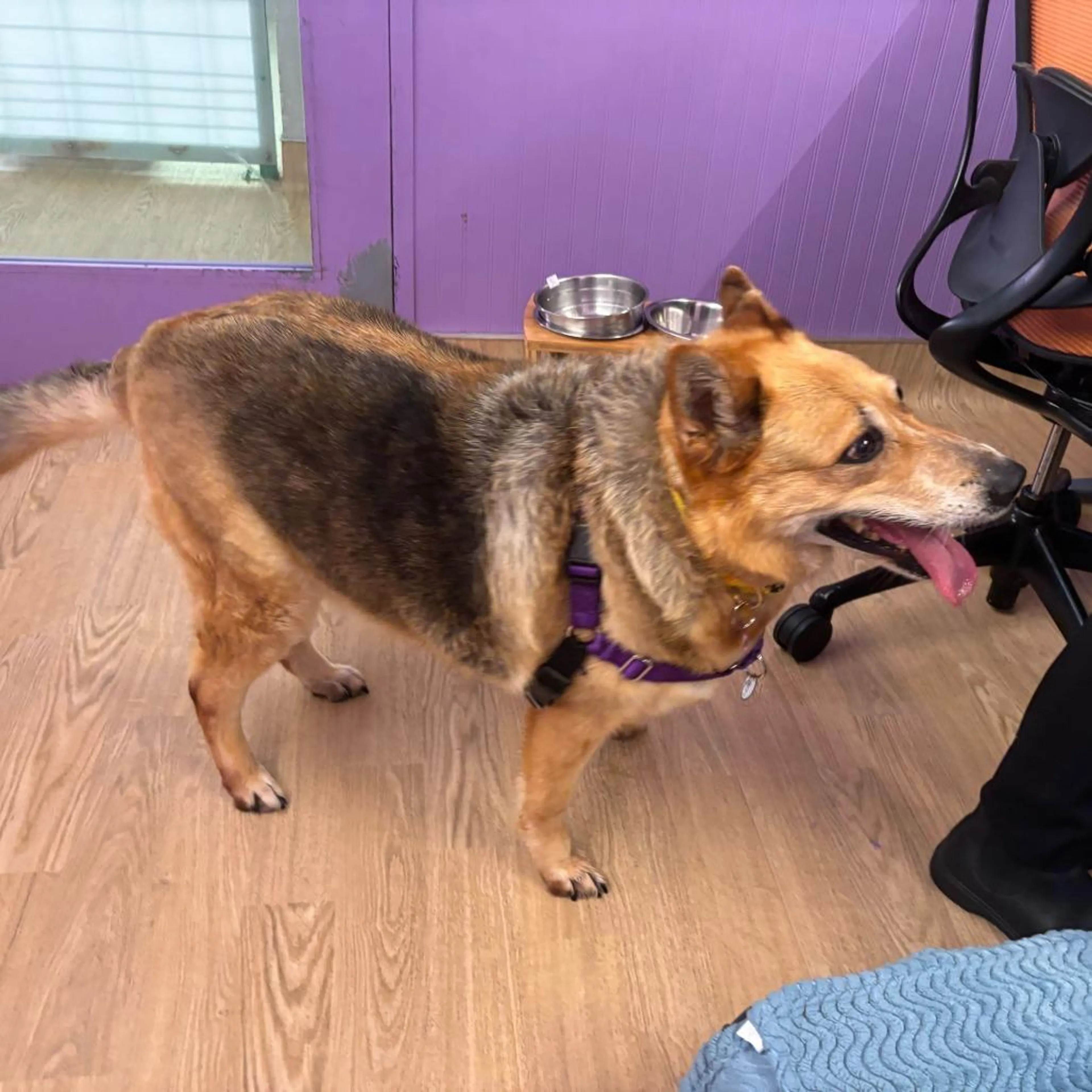 Found pet-2
