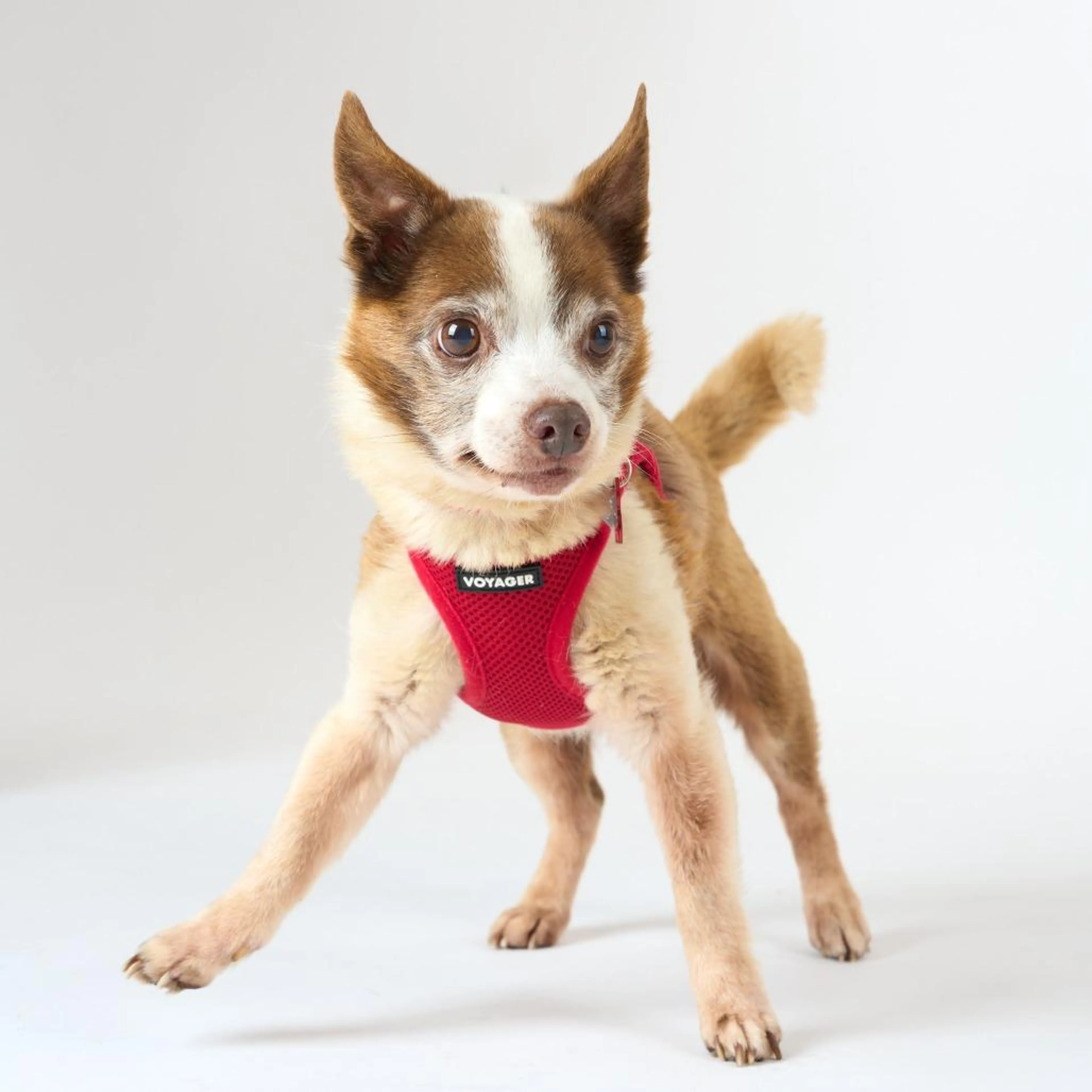 Found pet-5