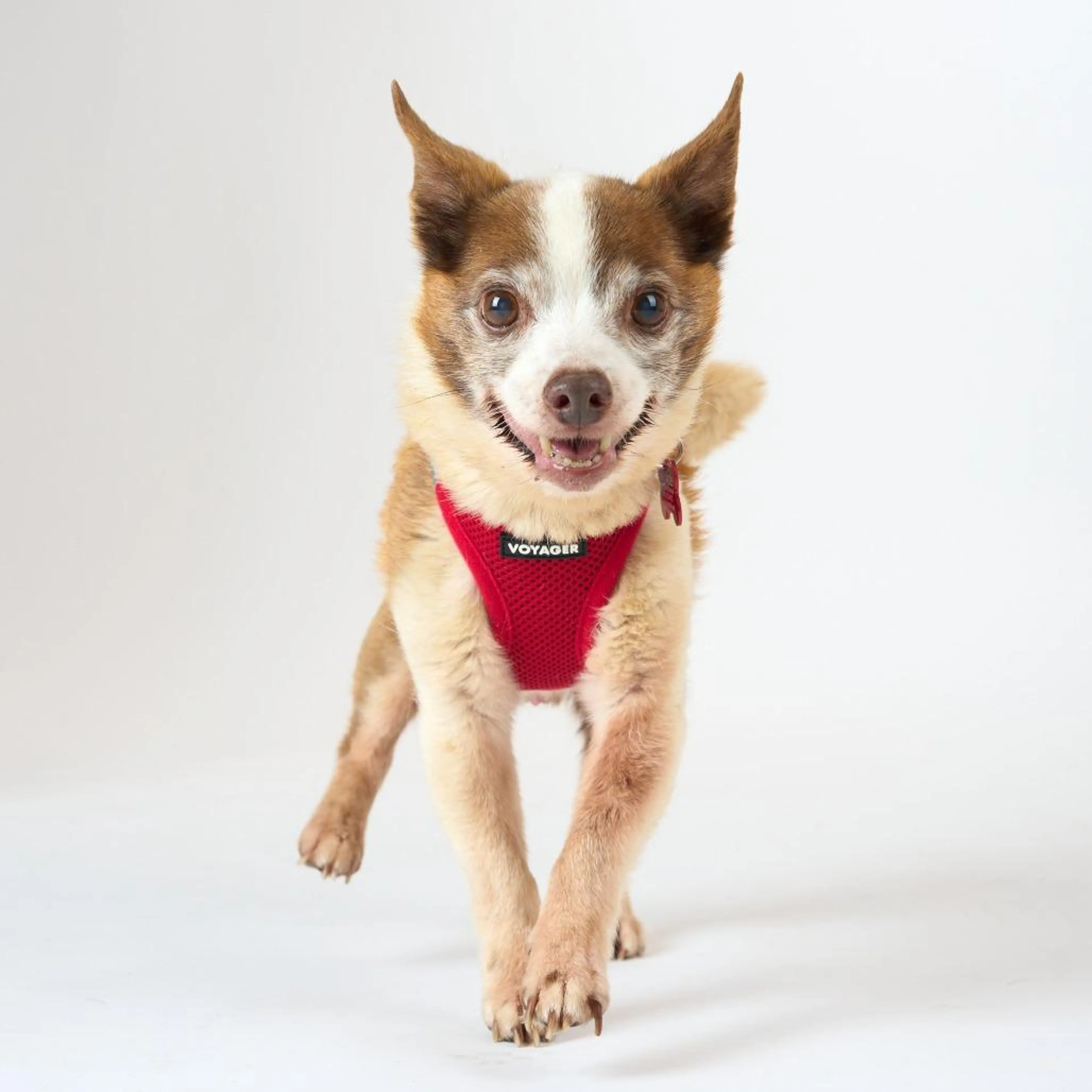 Found pet-2