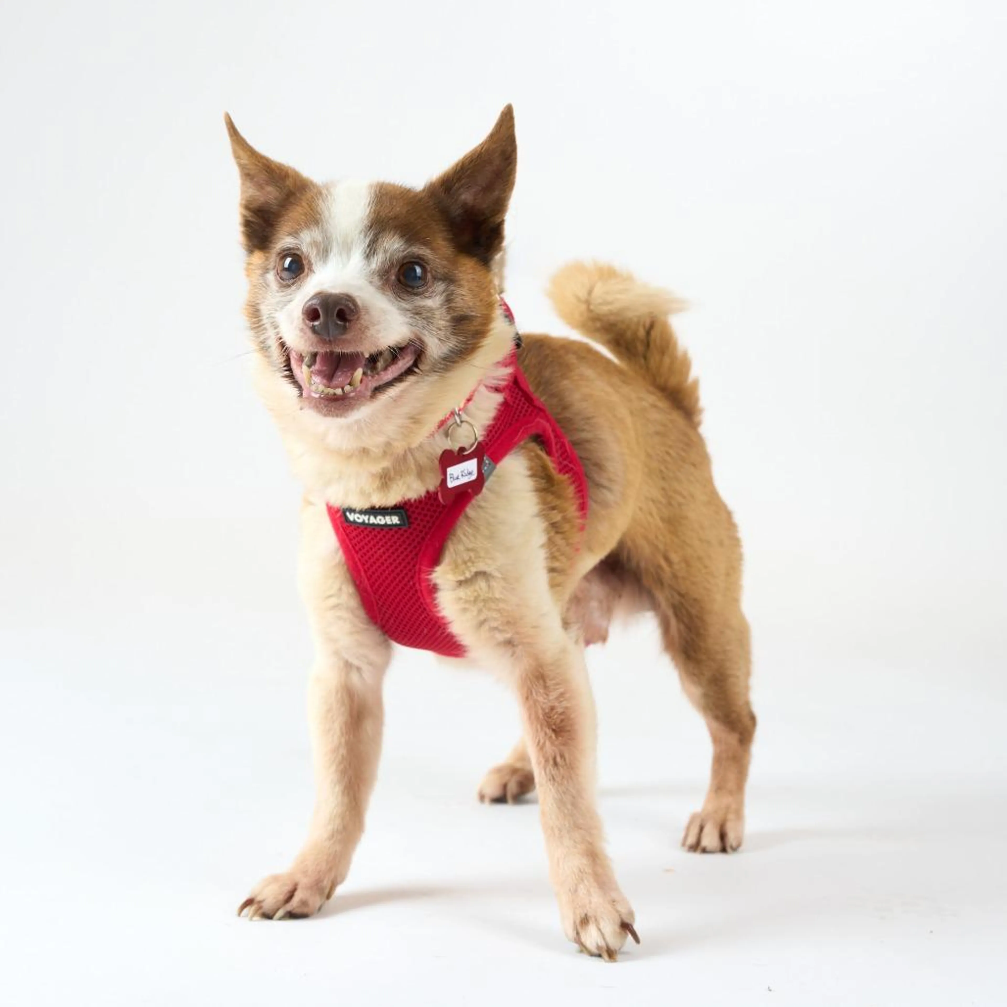 Found pet-4