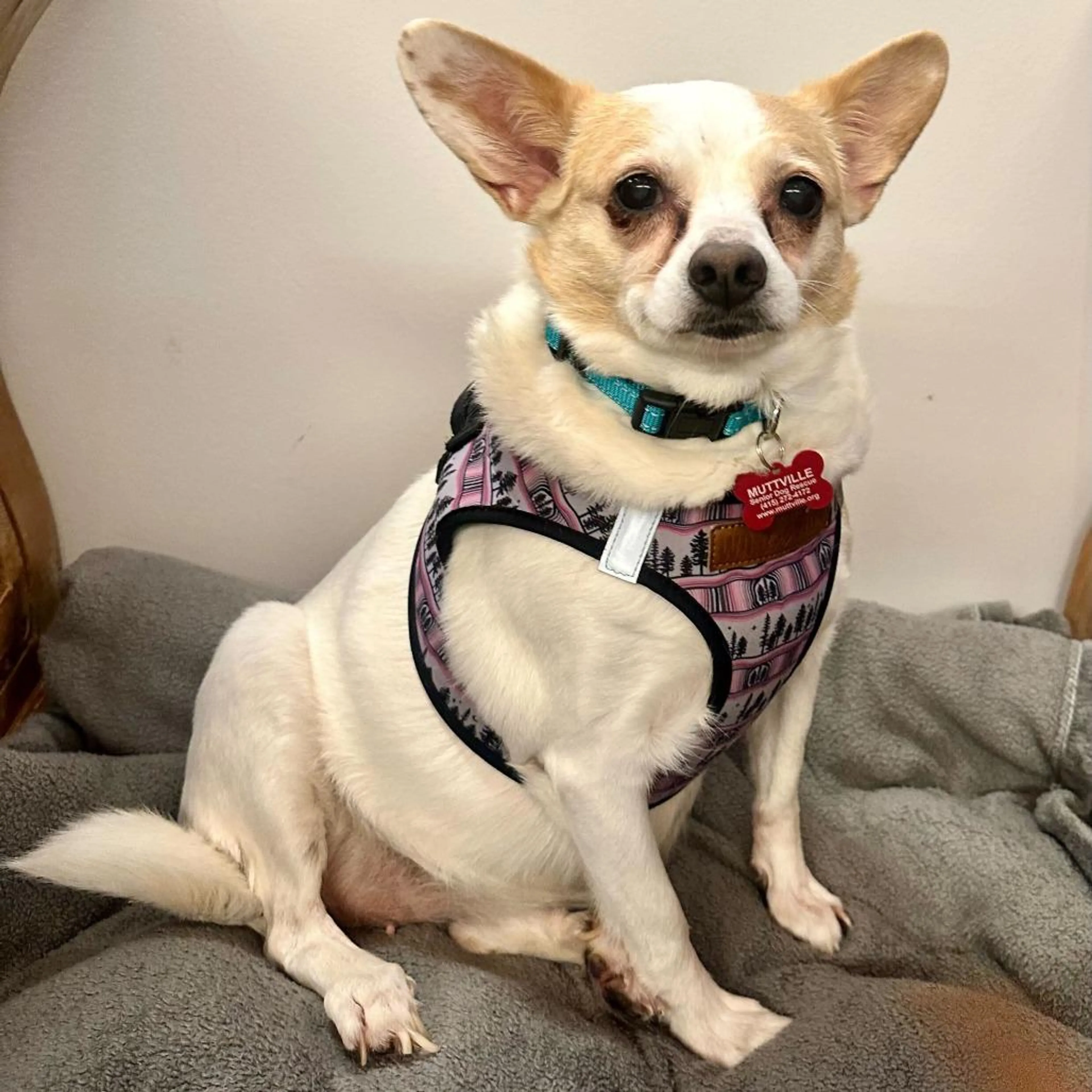 Found pet-5