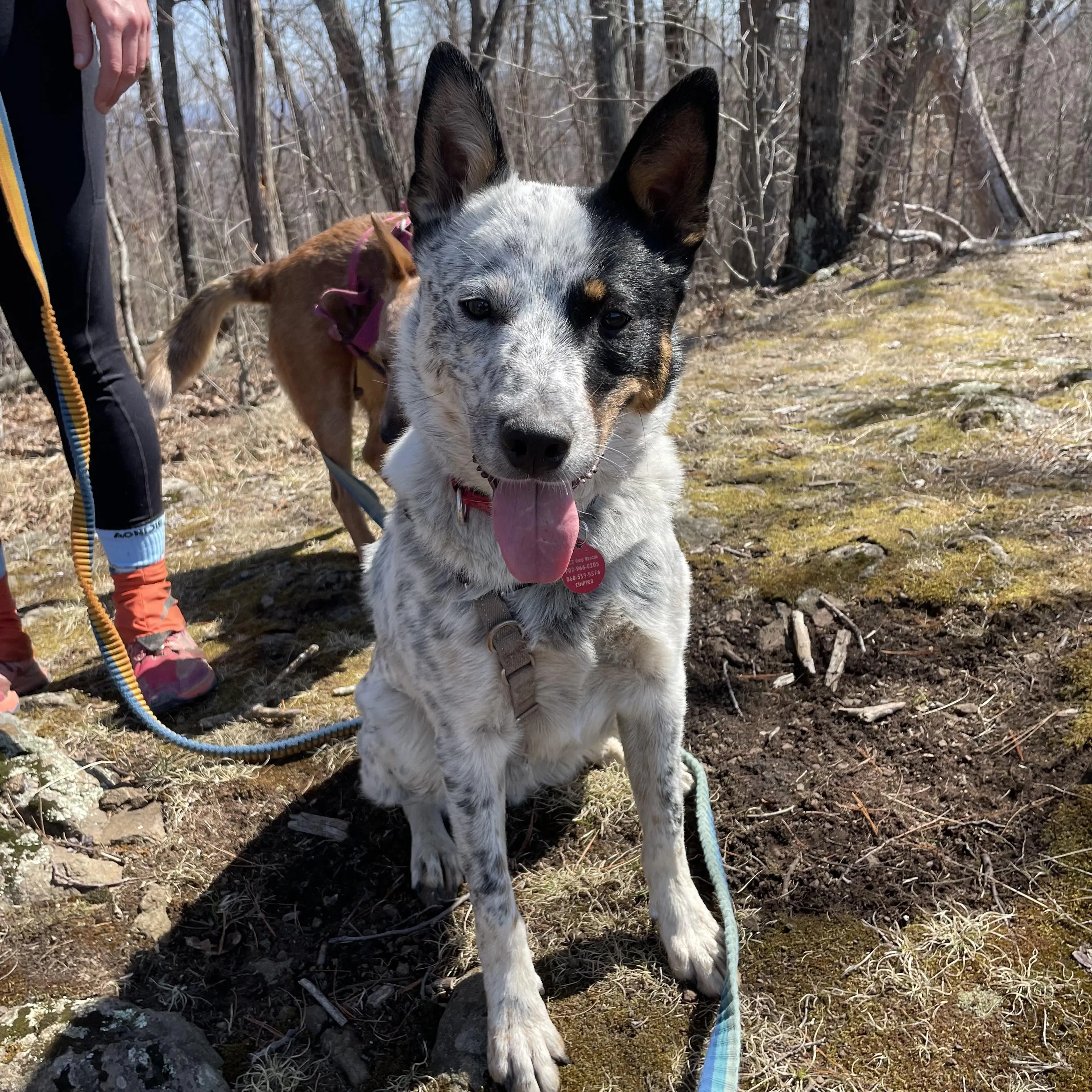 Found pet-4