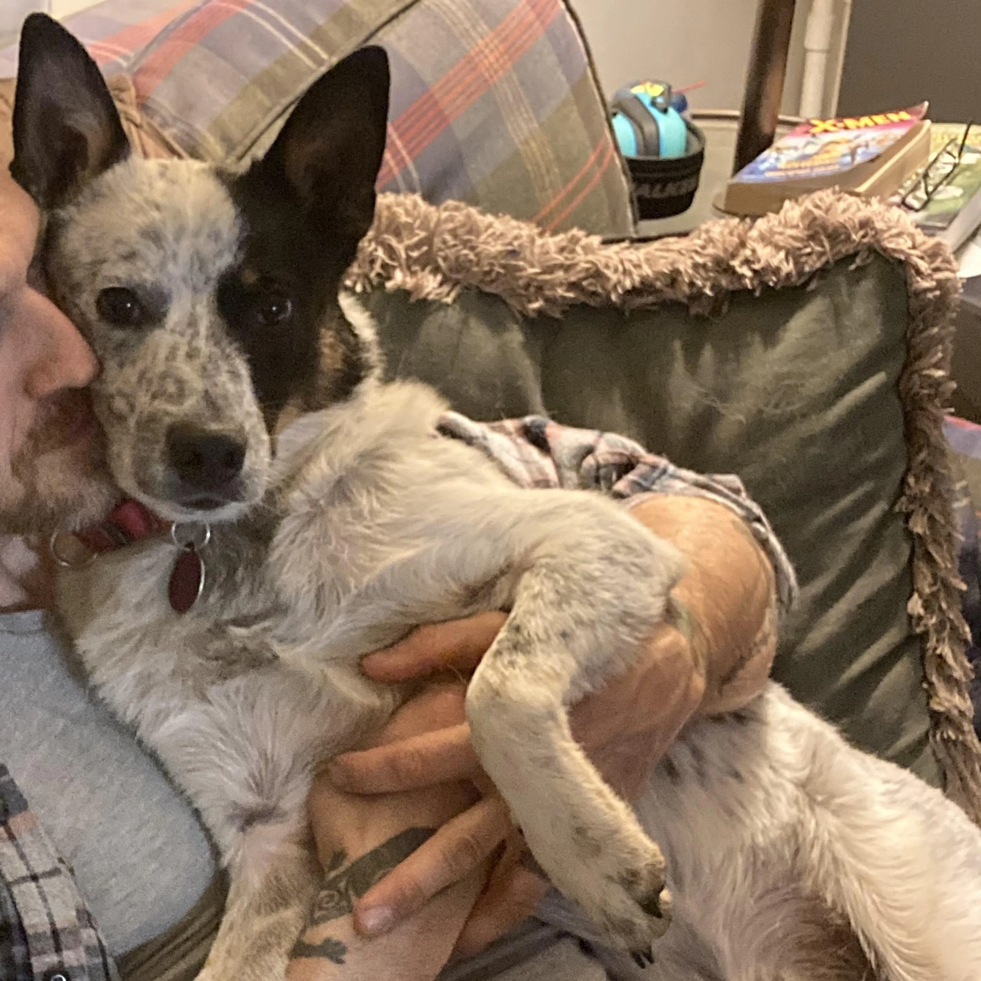 Found pet-3