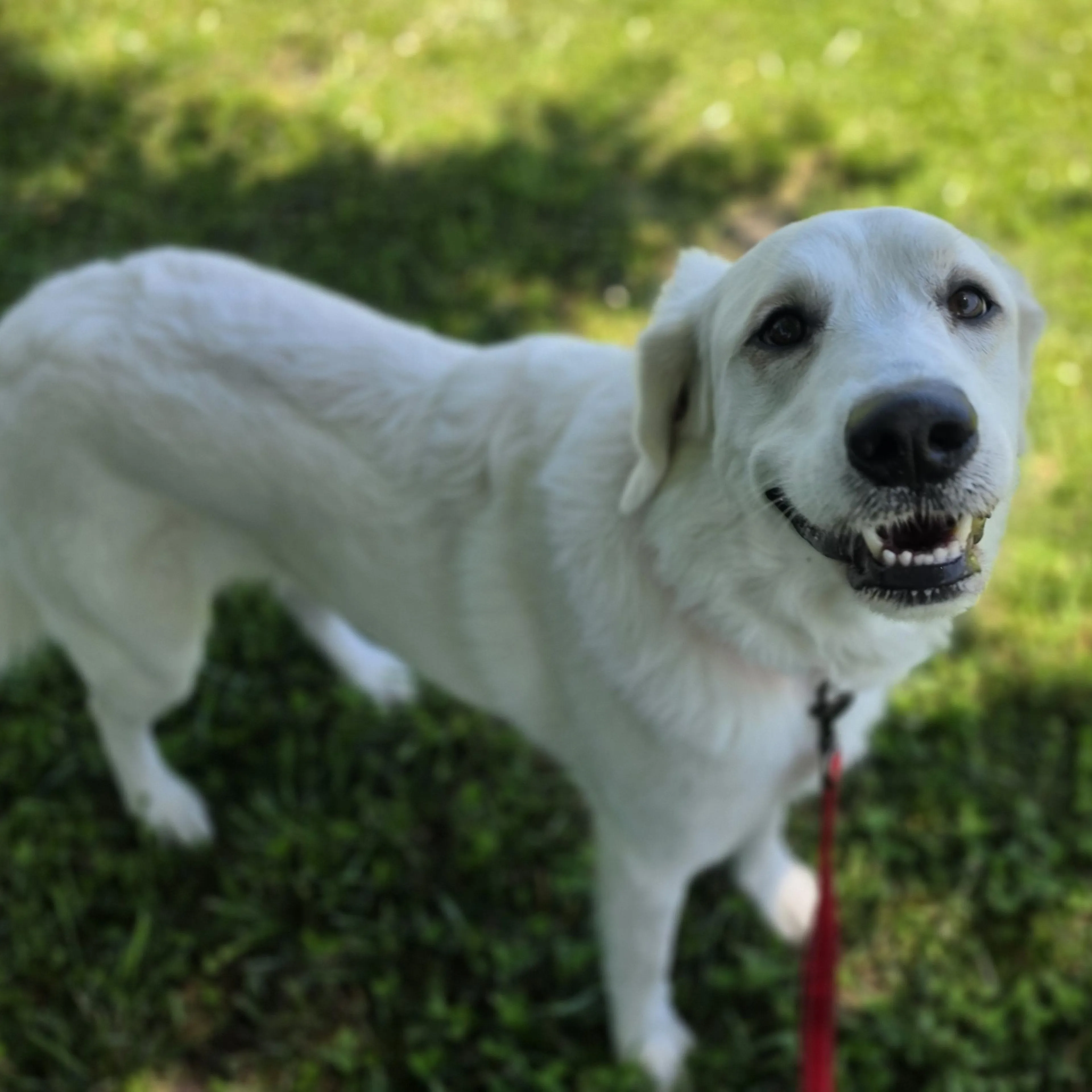 Found pet-1