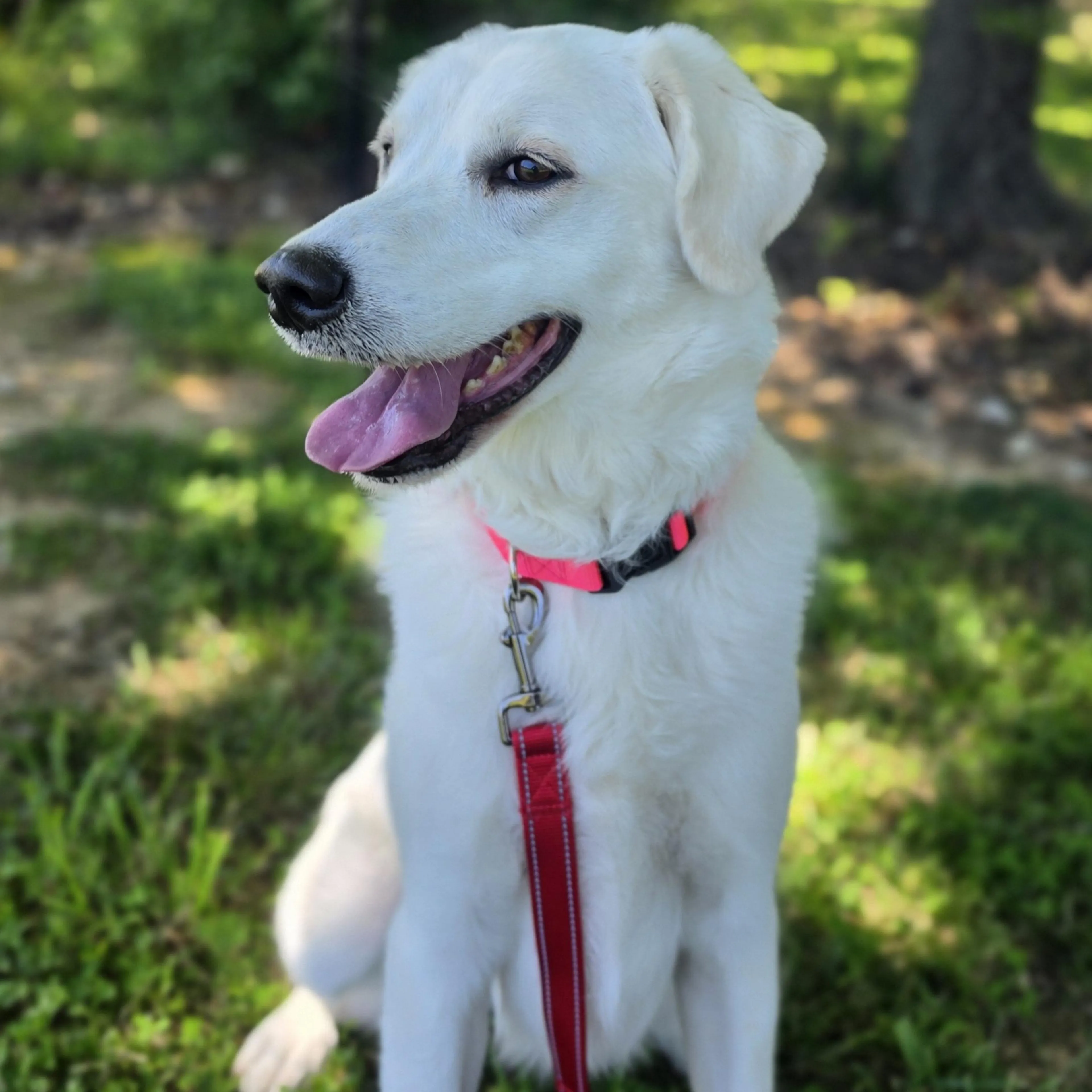 Found pet-4