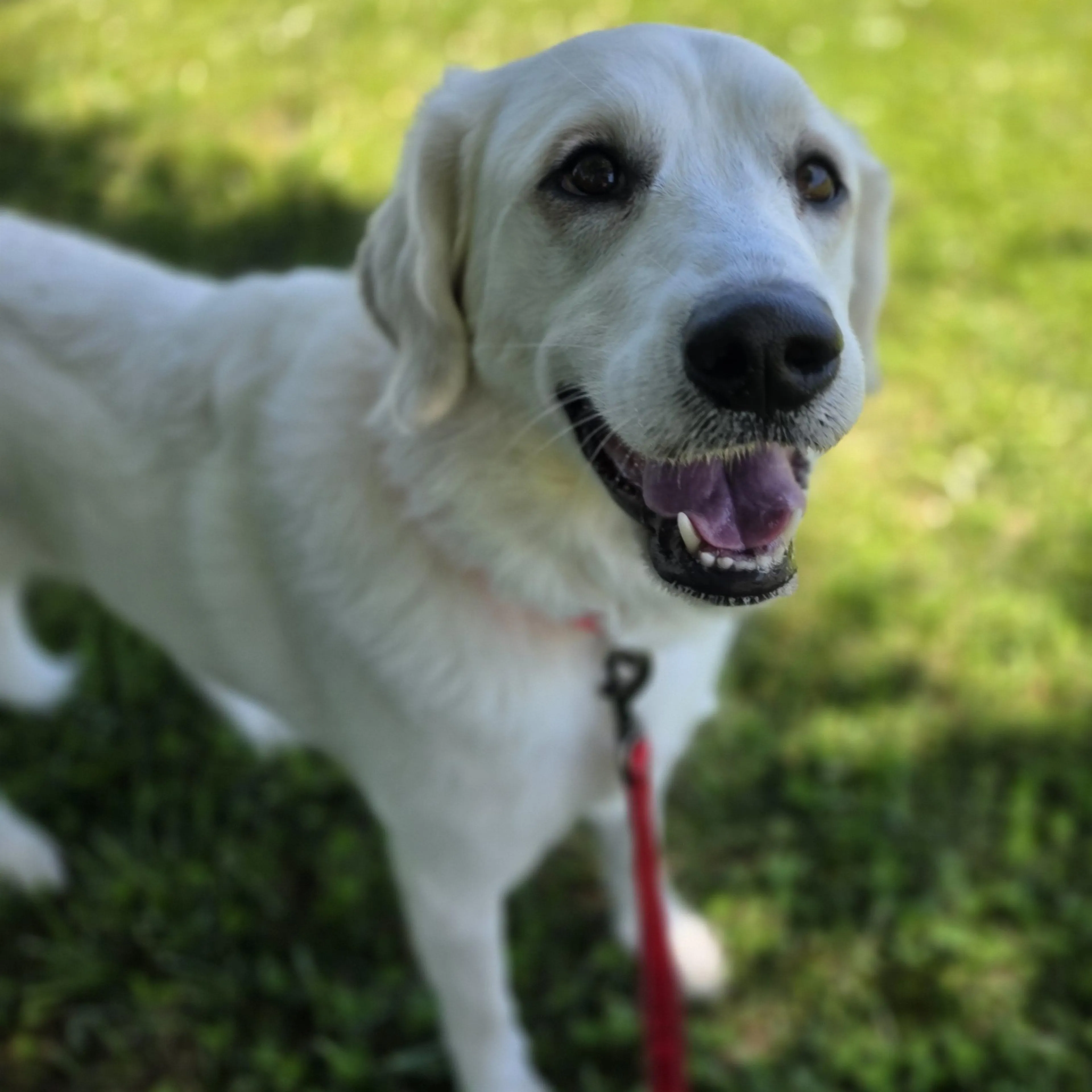 Found pet-5