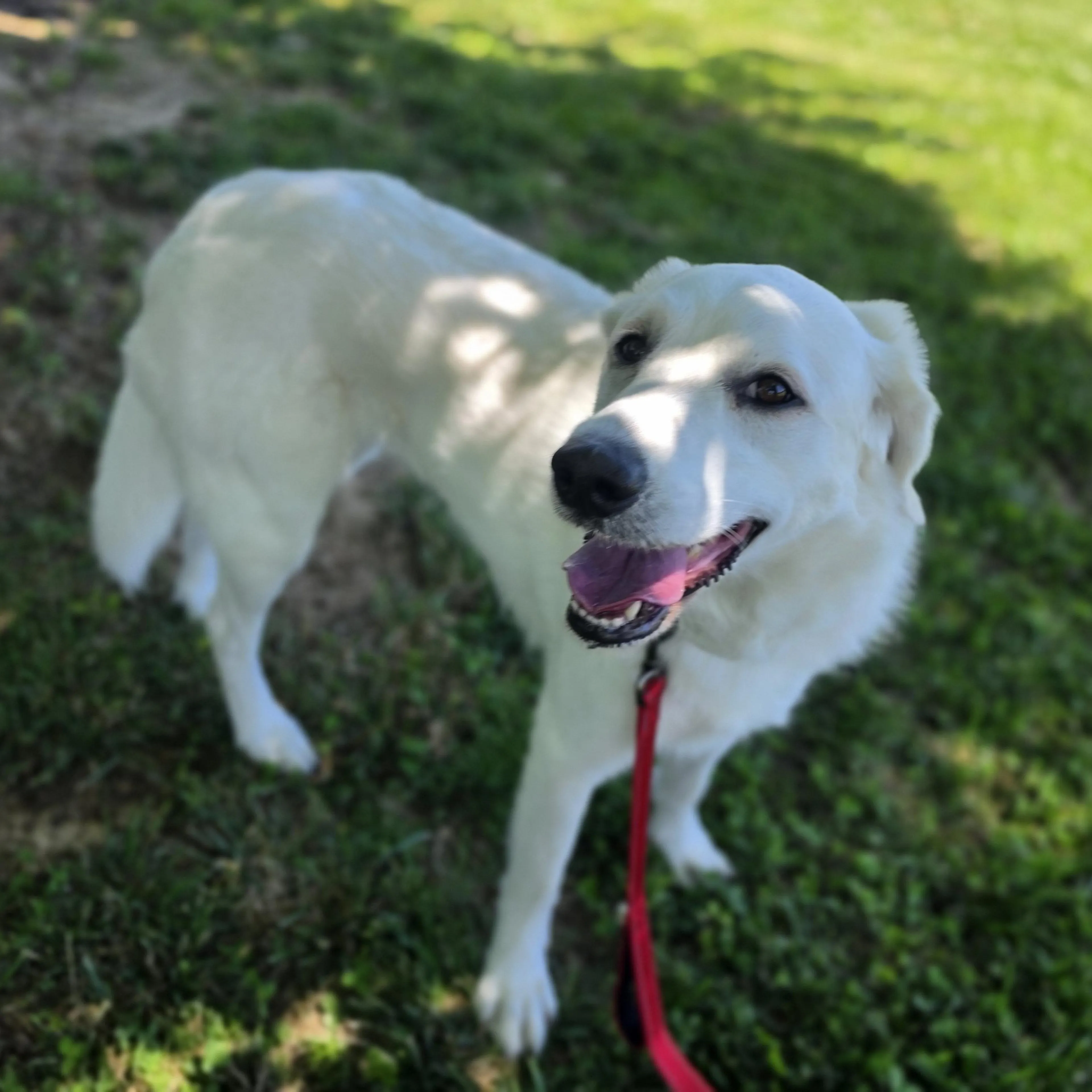 Found pet-3