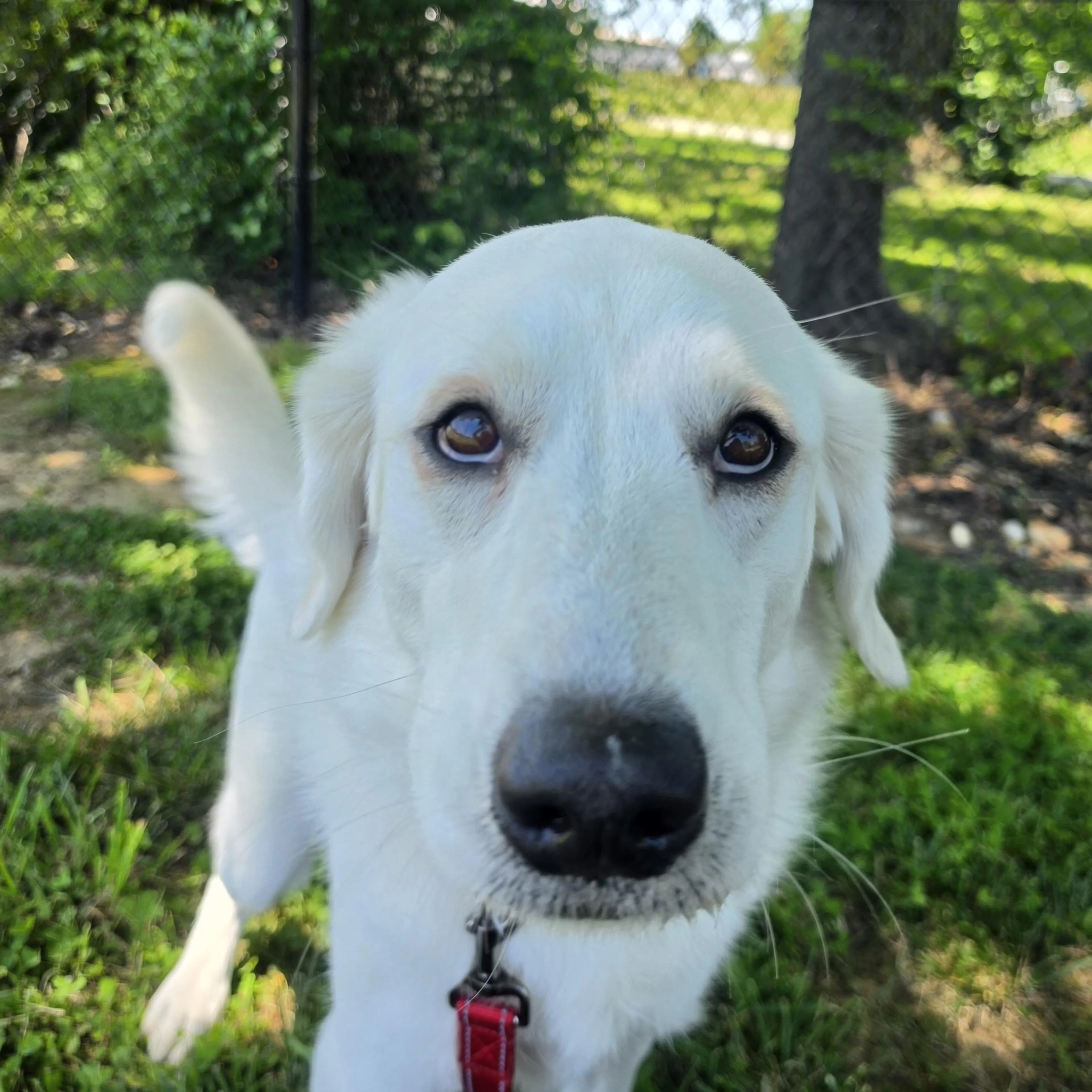 Found pet-2