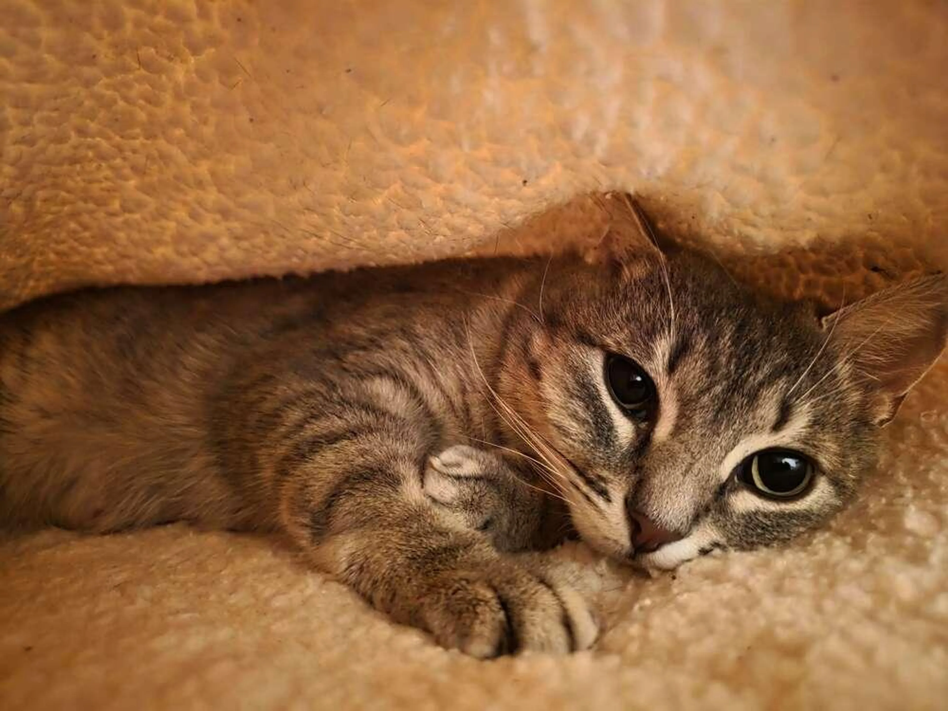 Found pet-1