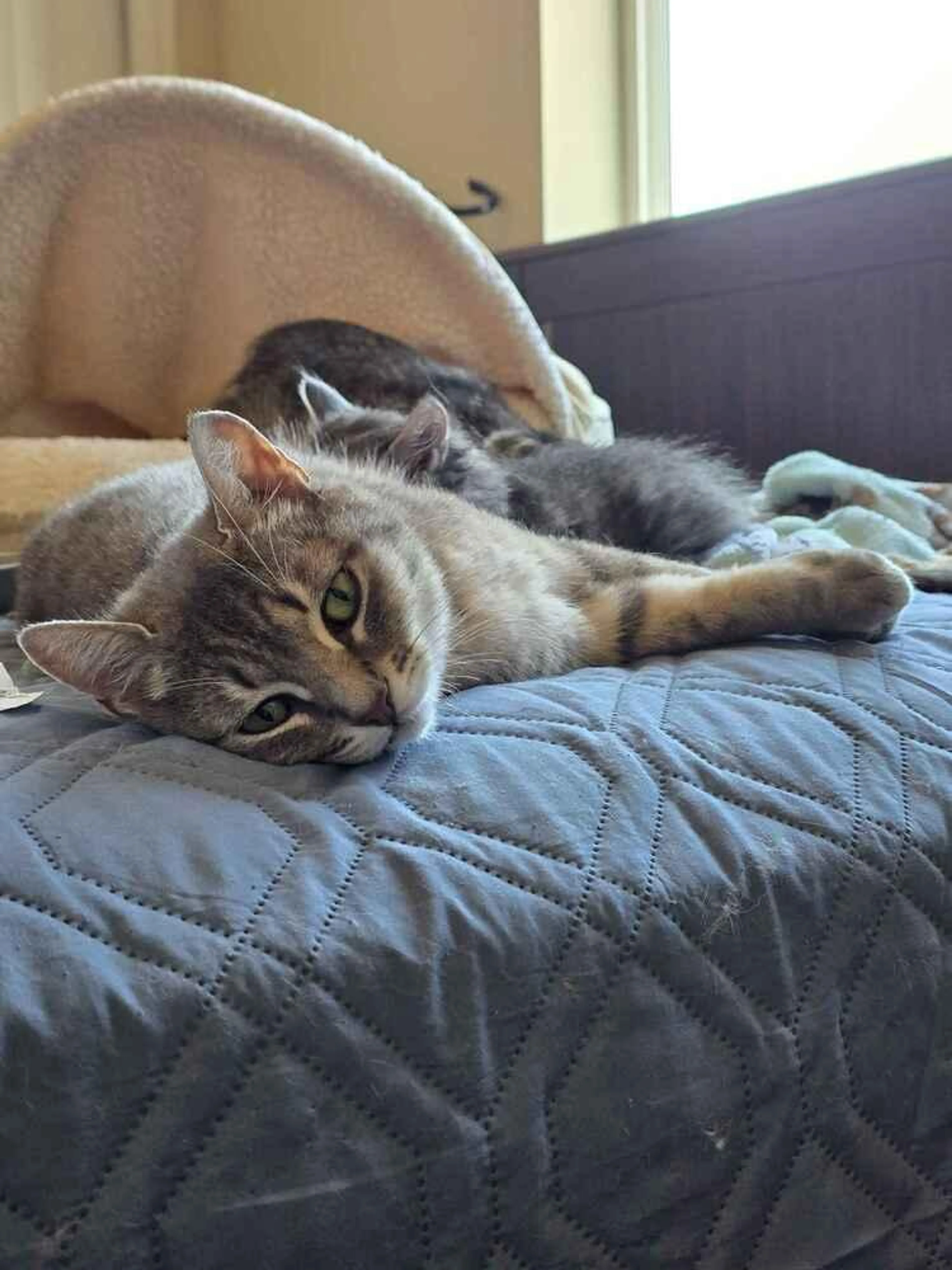 Found pet-2