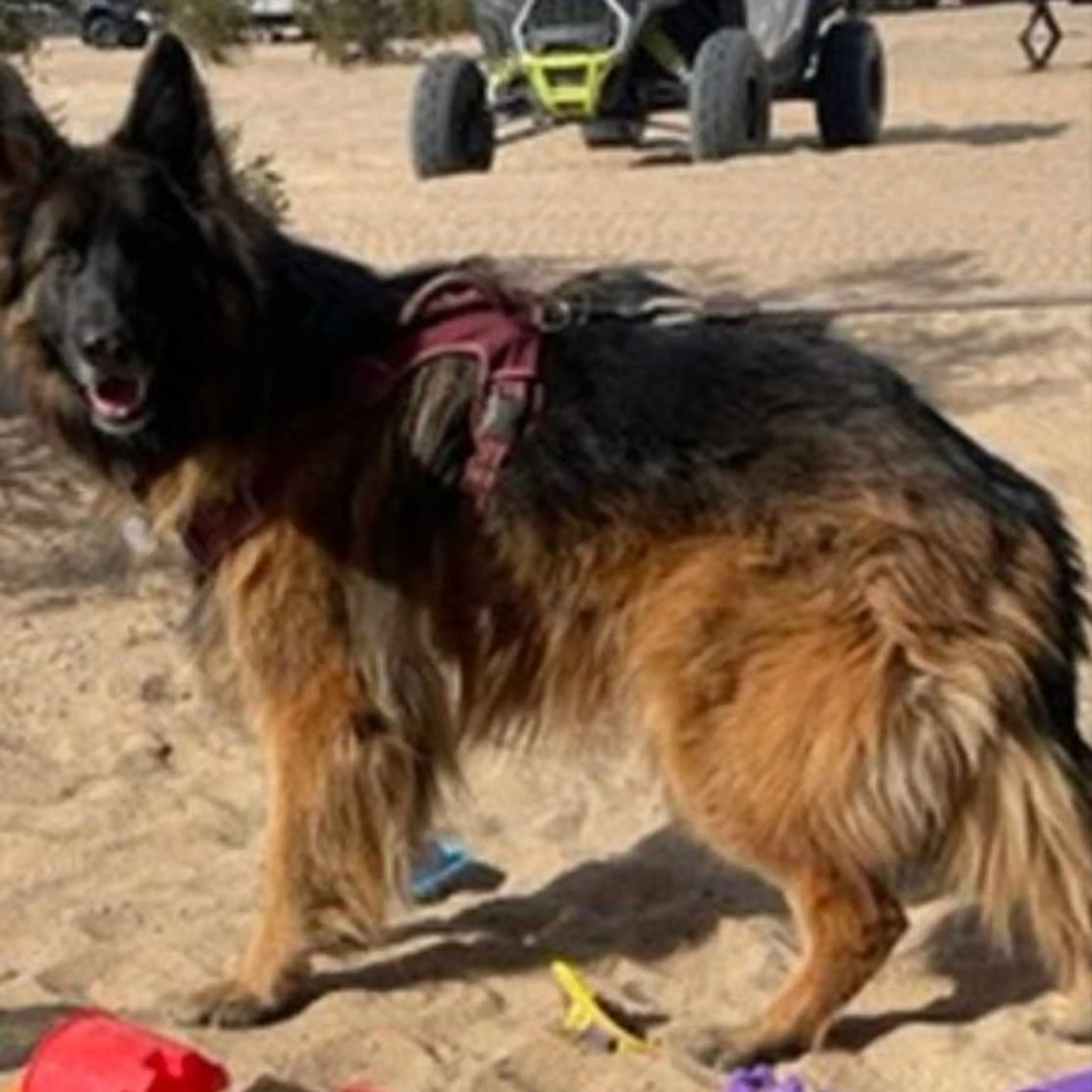 Lost pet