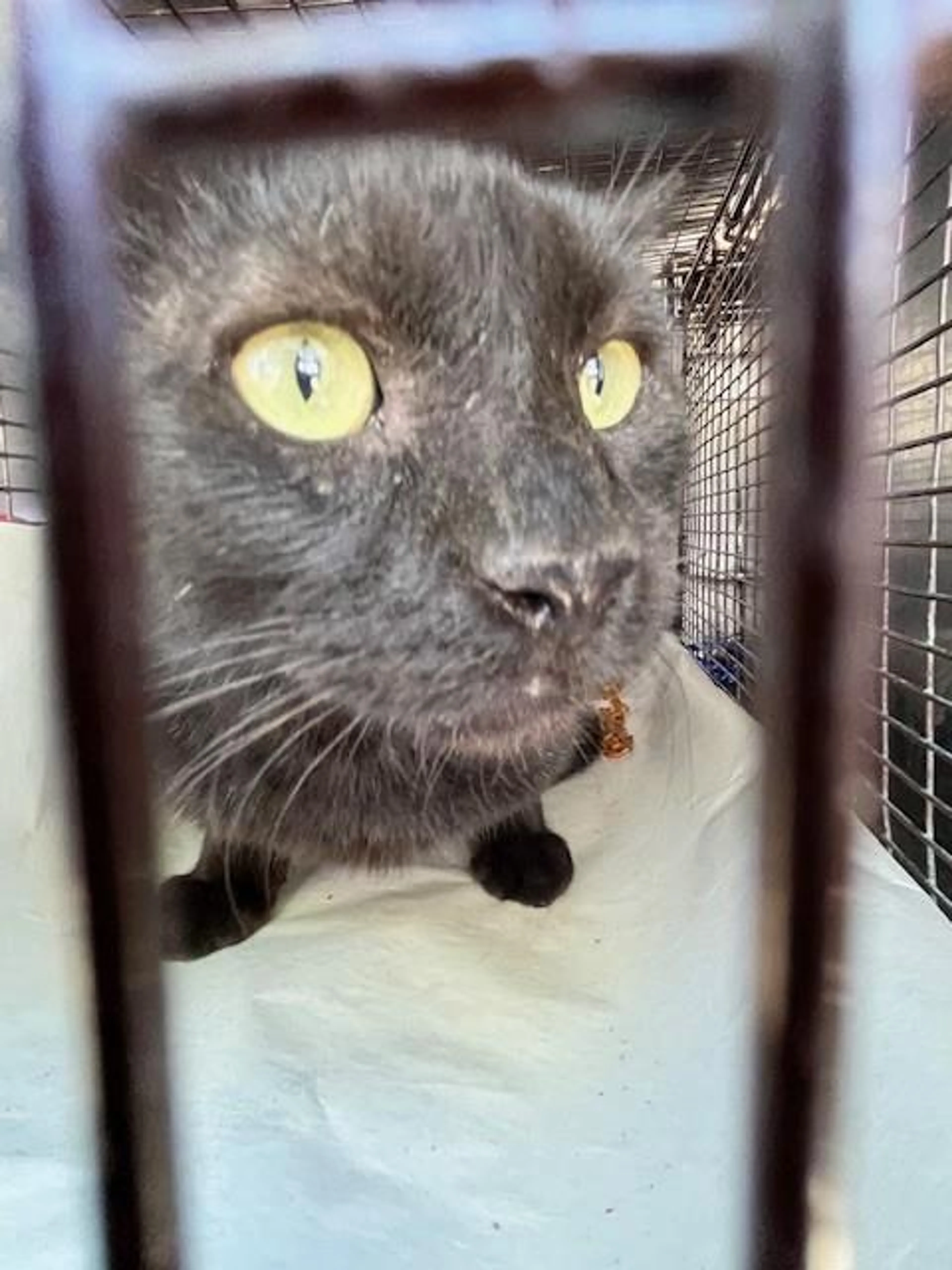 Found pet