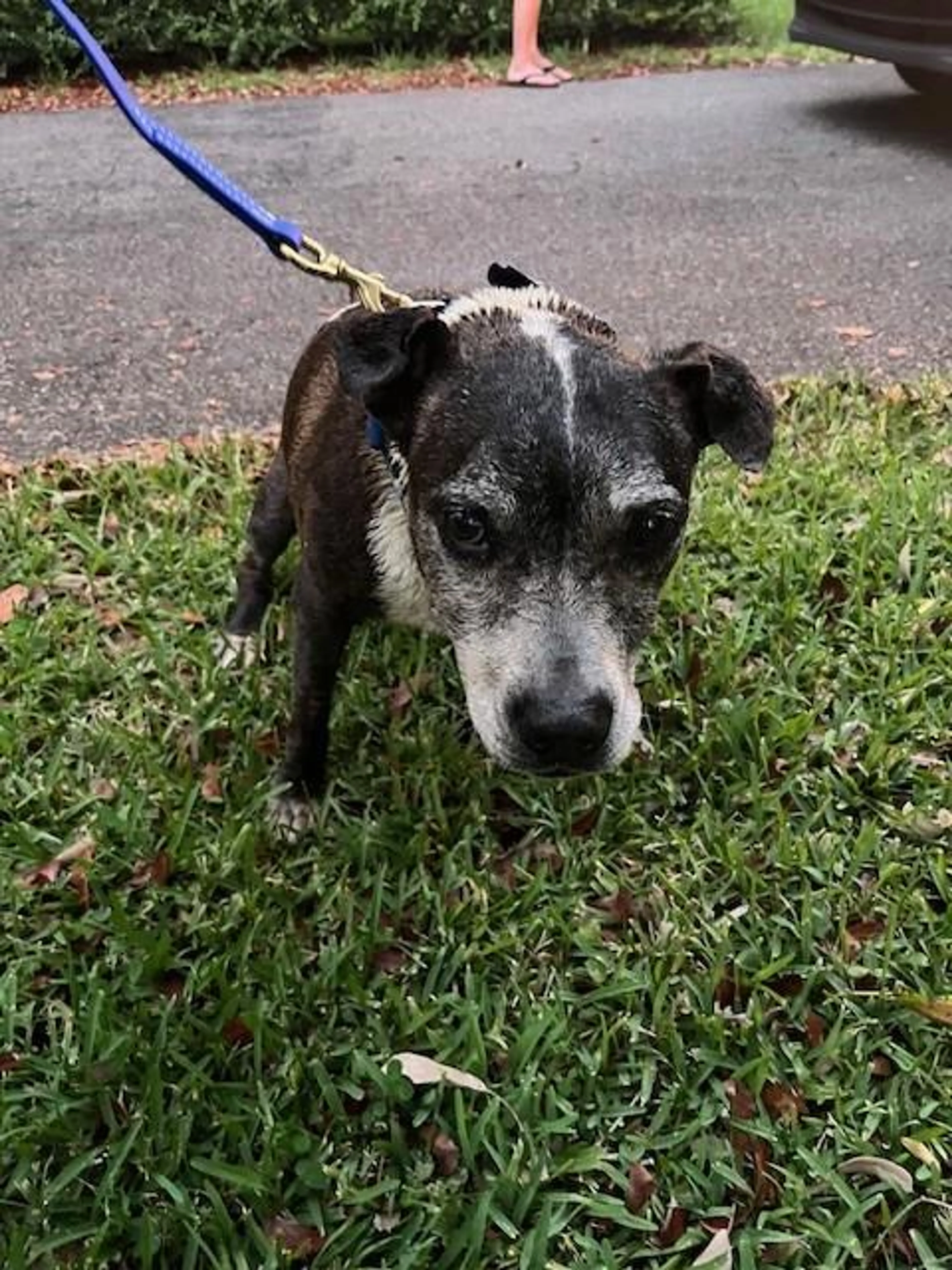 Found pet