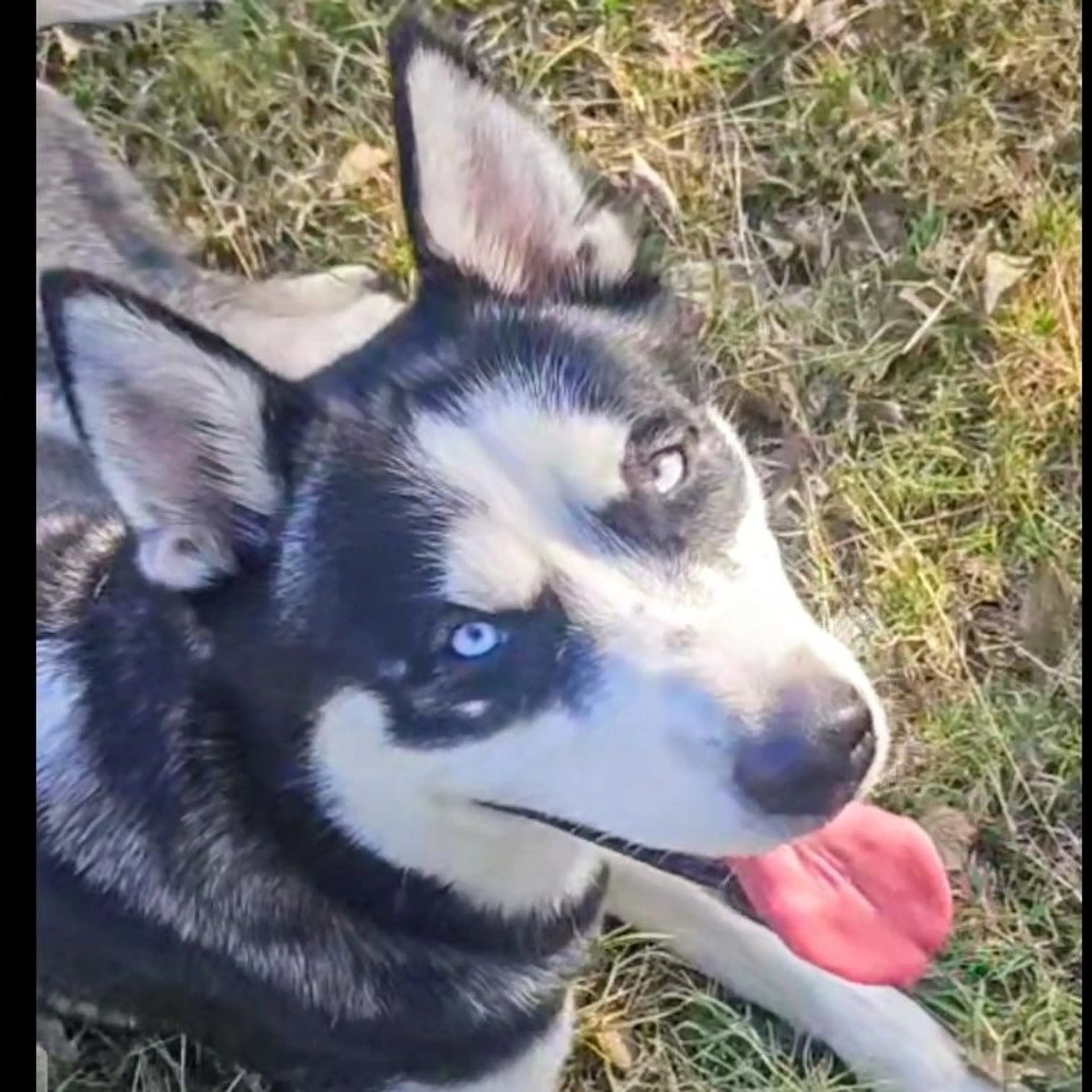 Lost pet-0