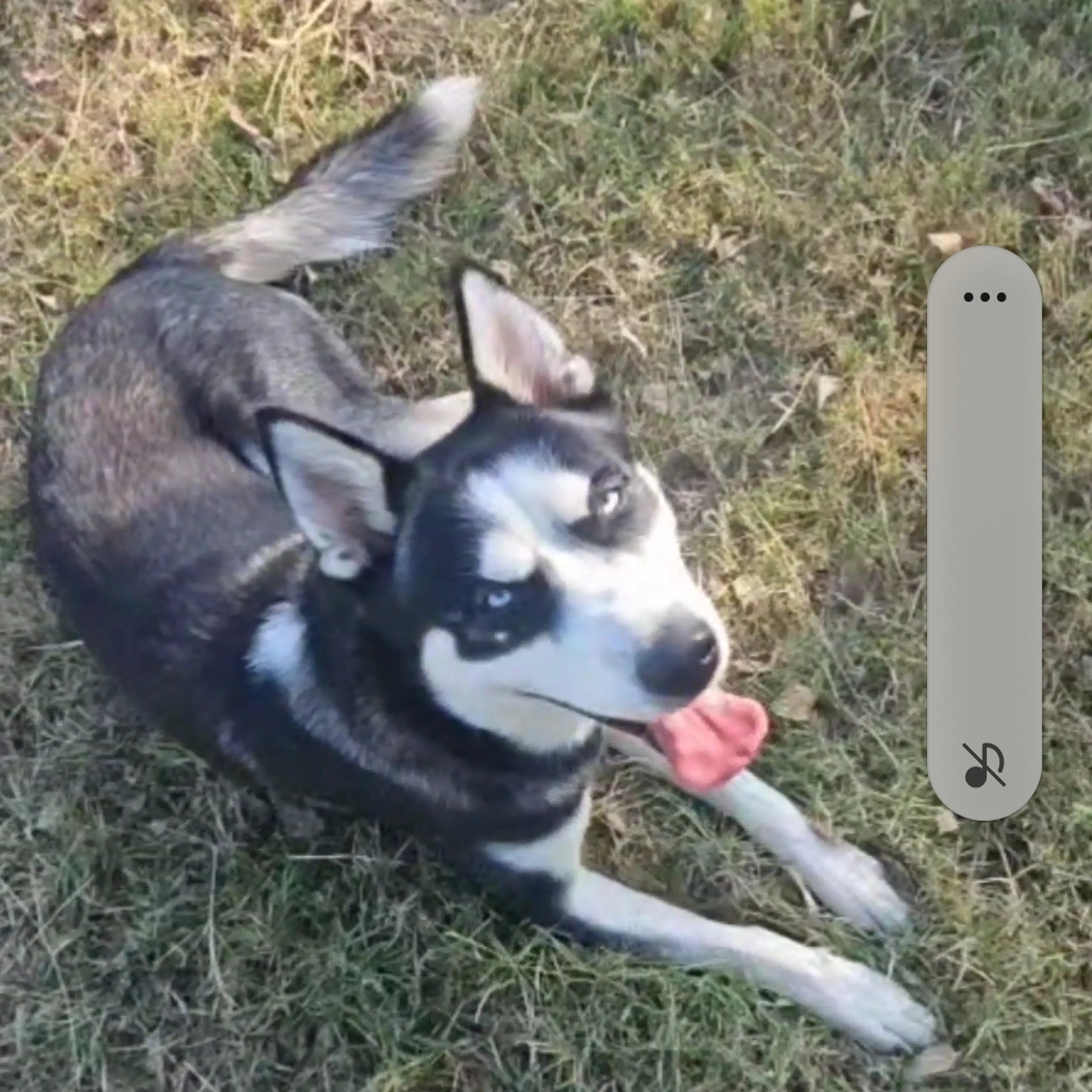 Lost pet-1