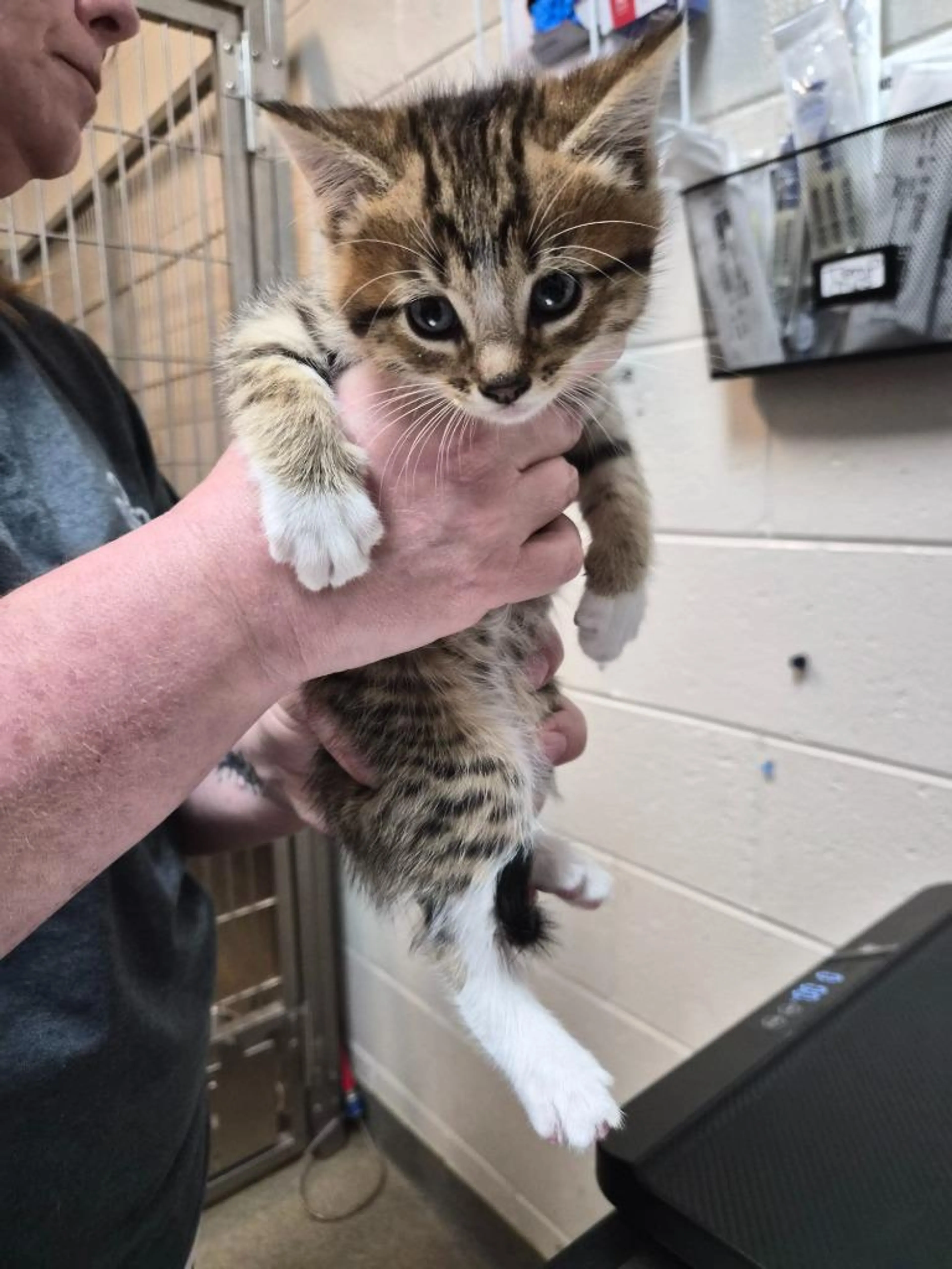 Found pet