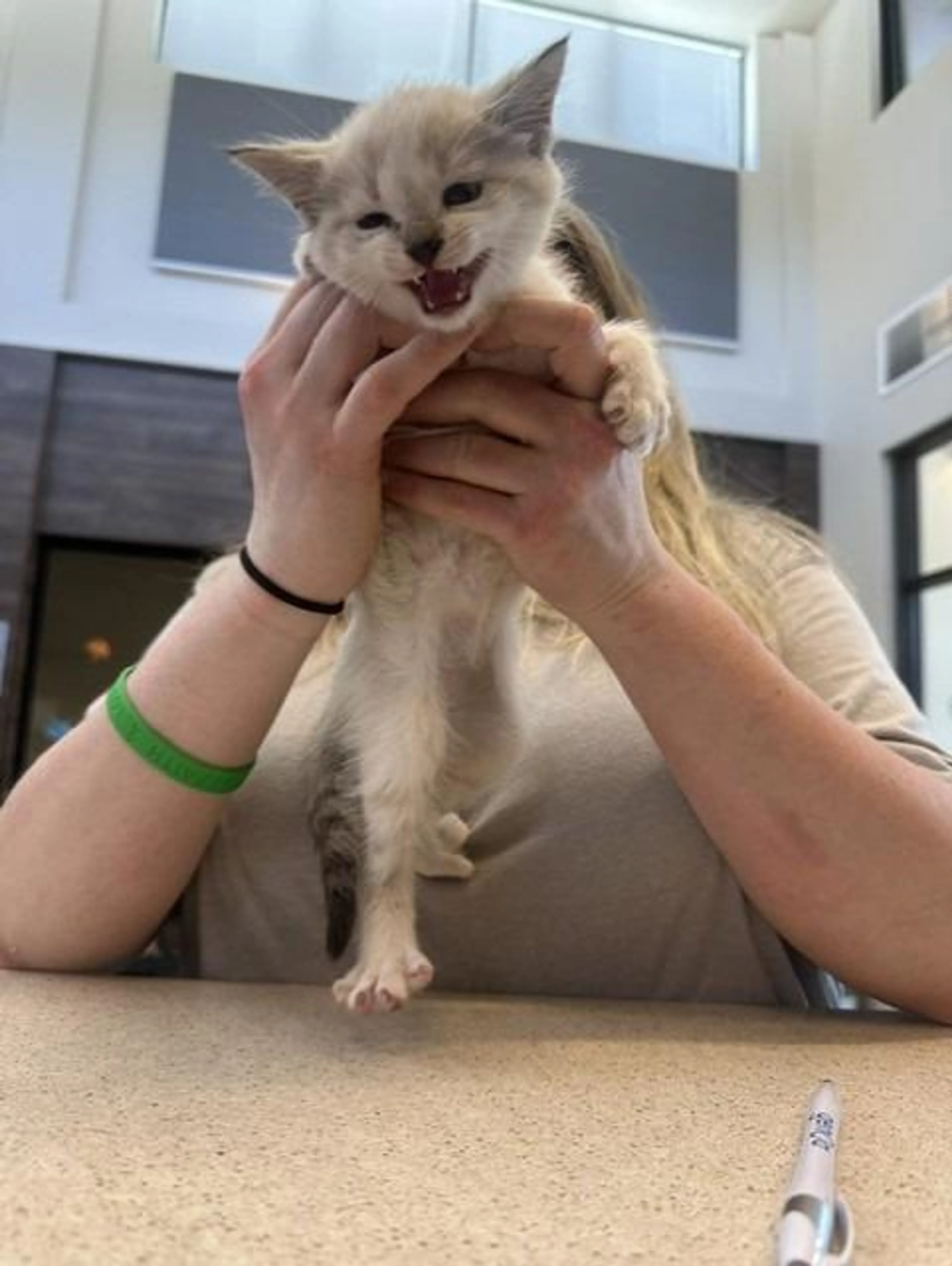 Found pet