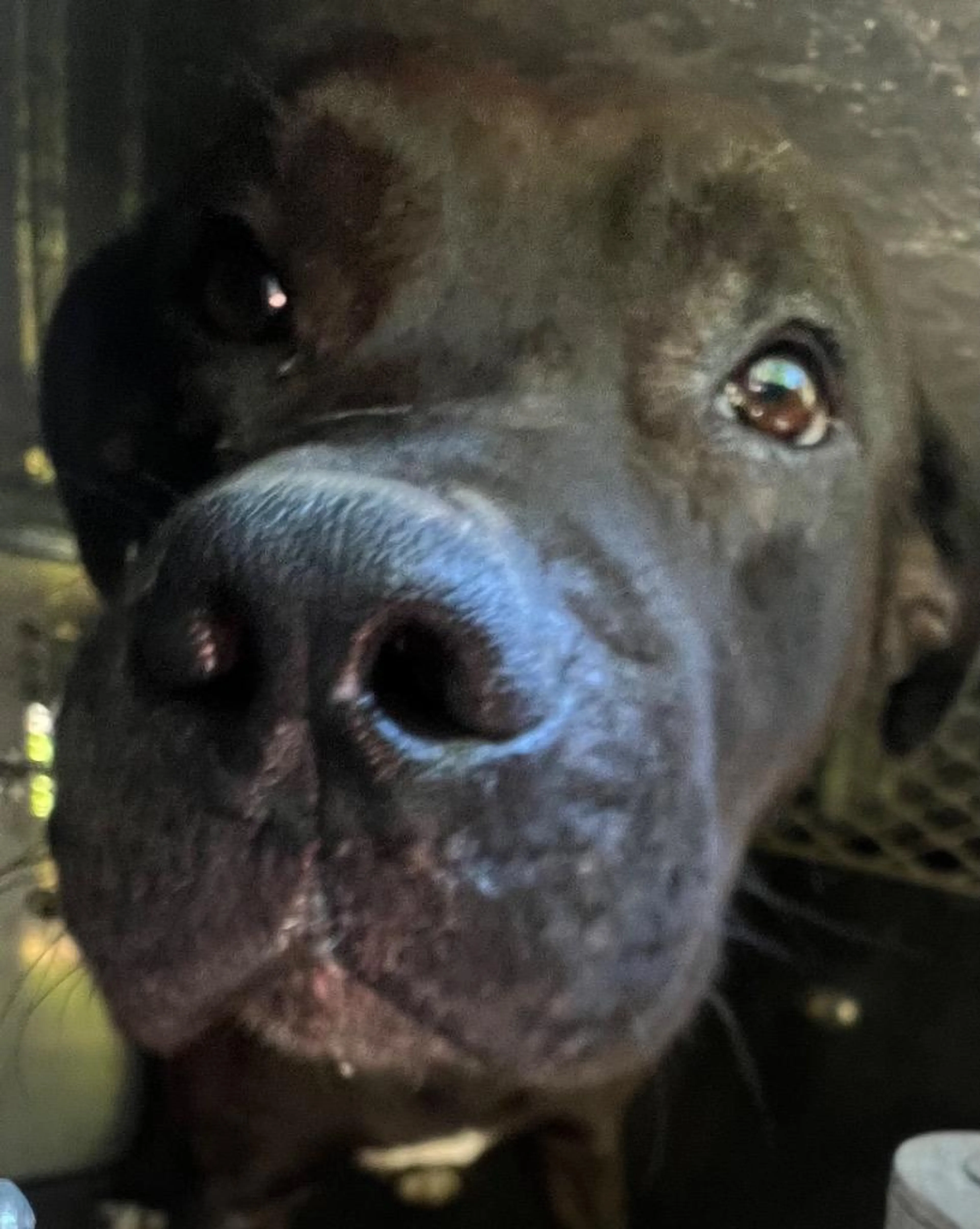 Found pet