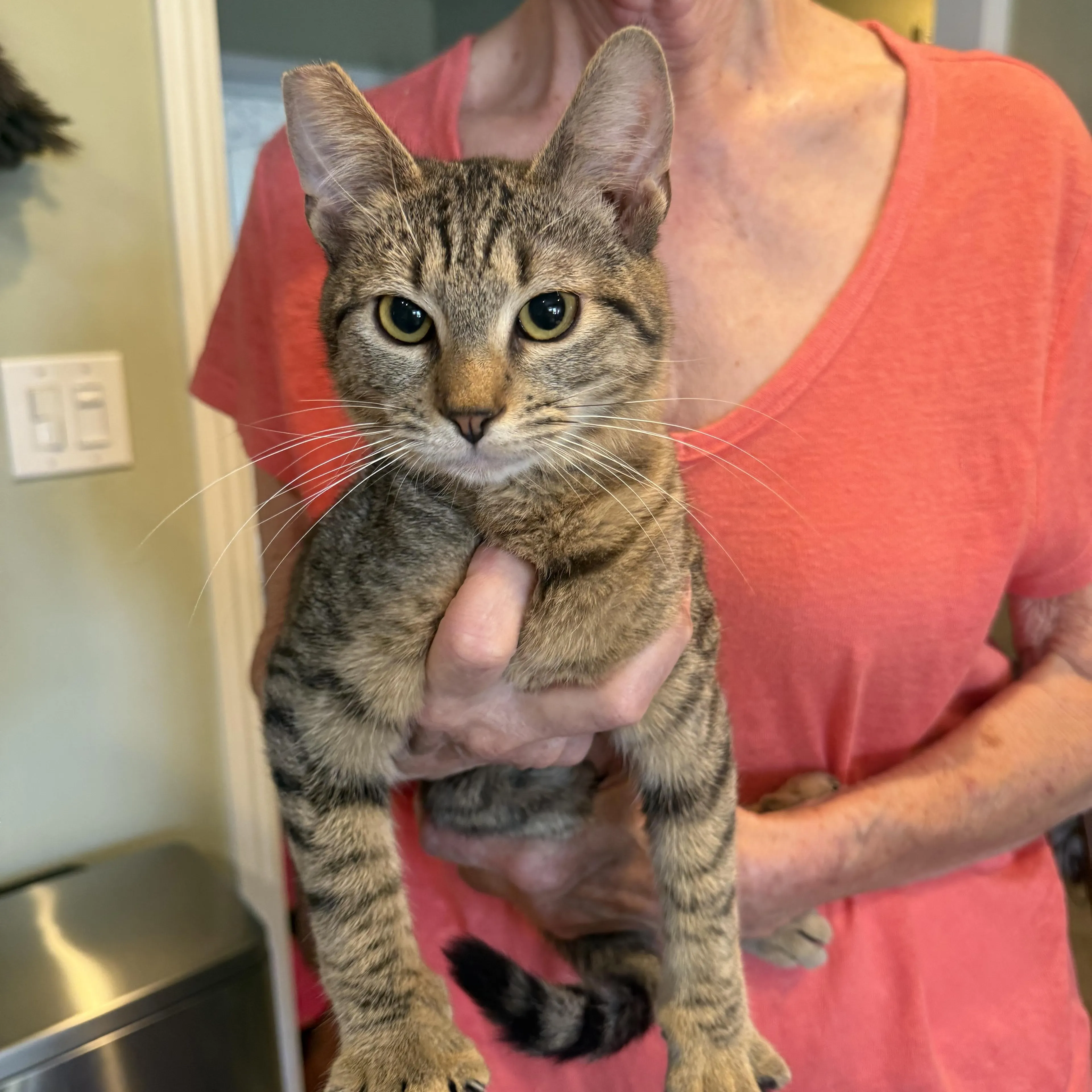 Found pet