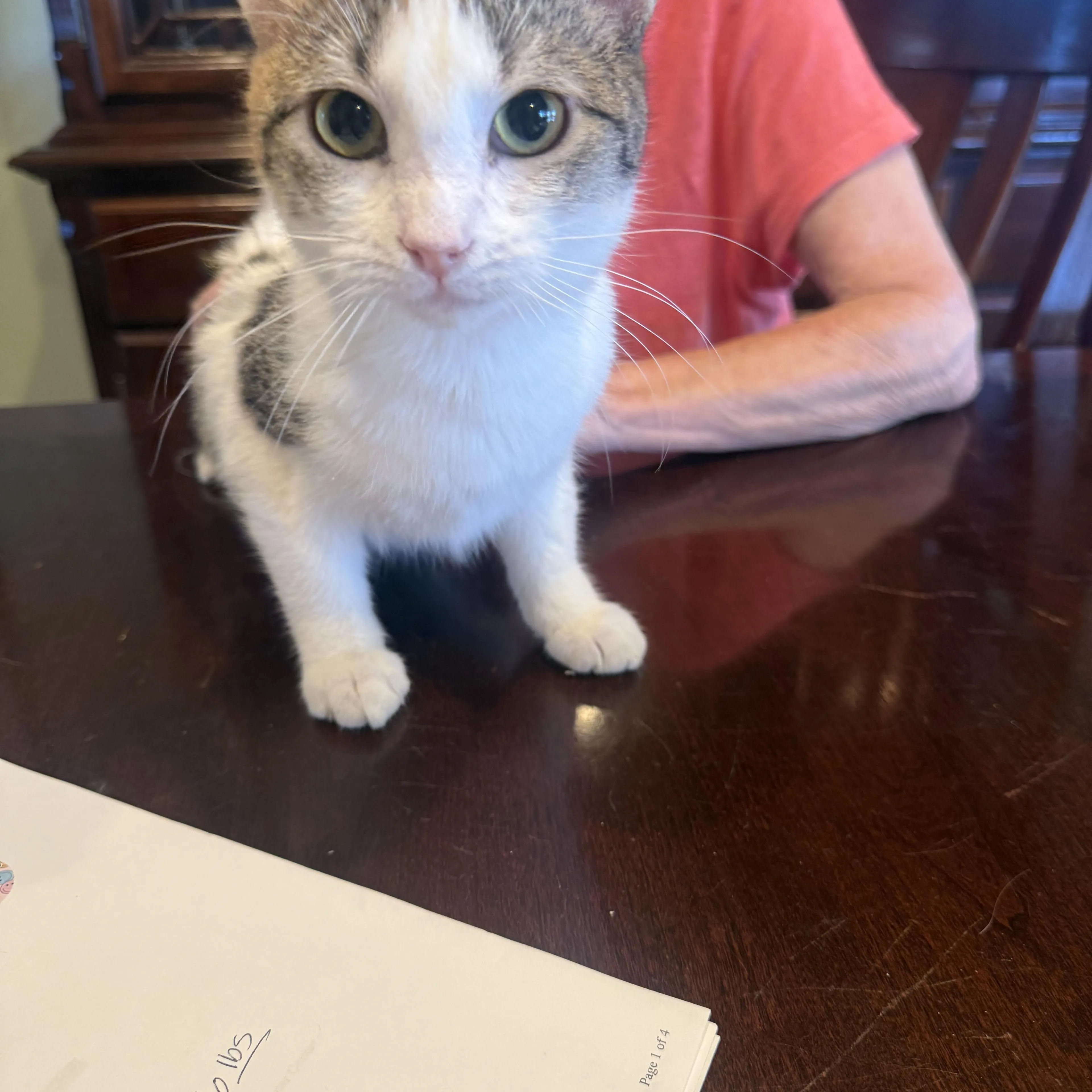Found pet
