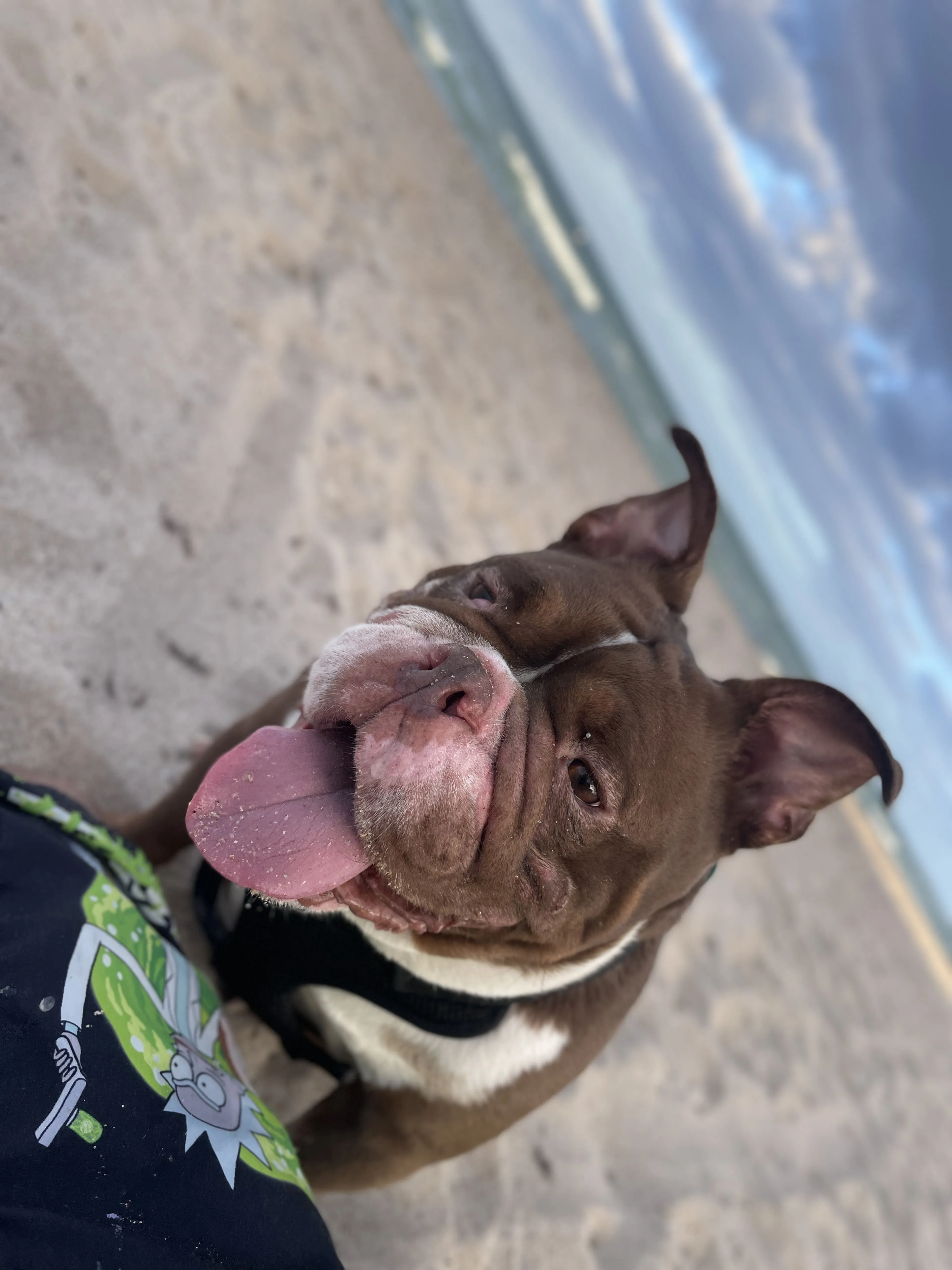 Lost pet