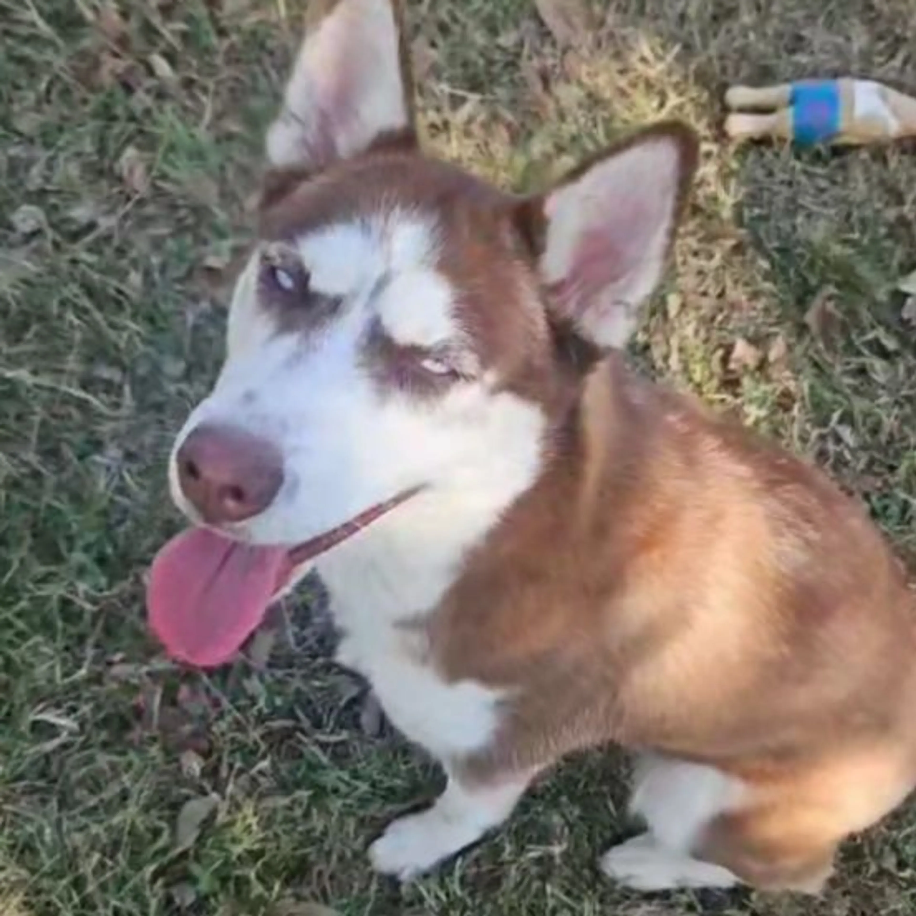 Lost pet