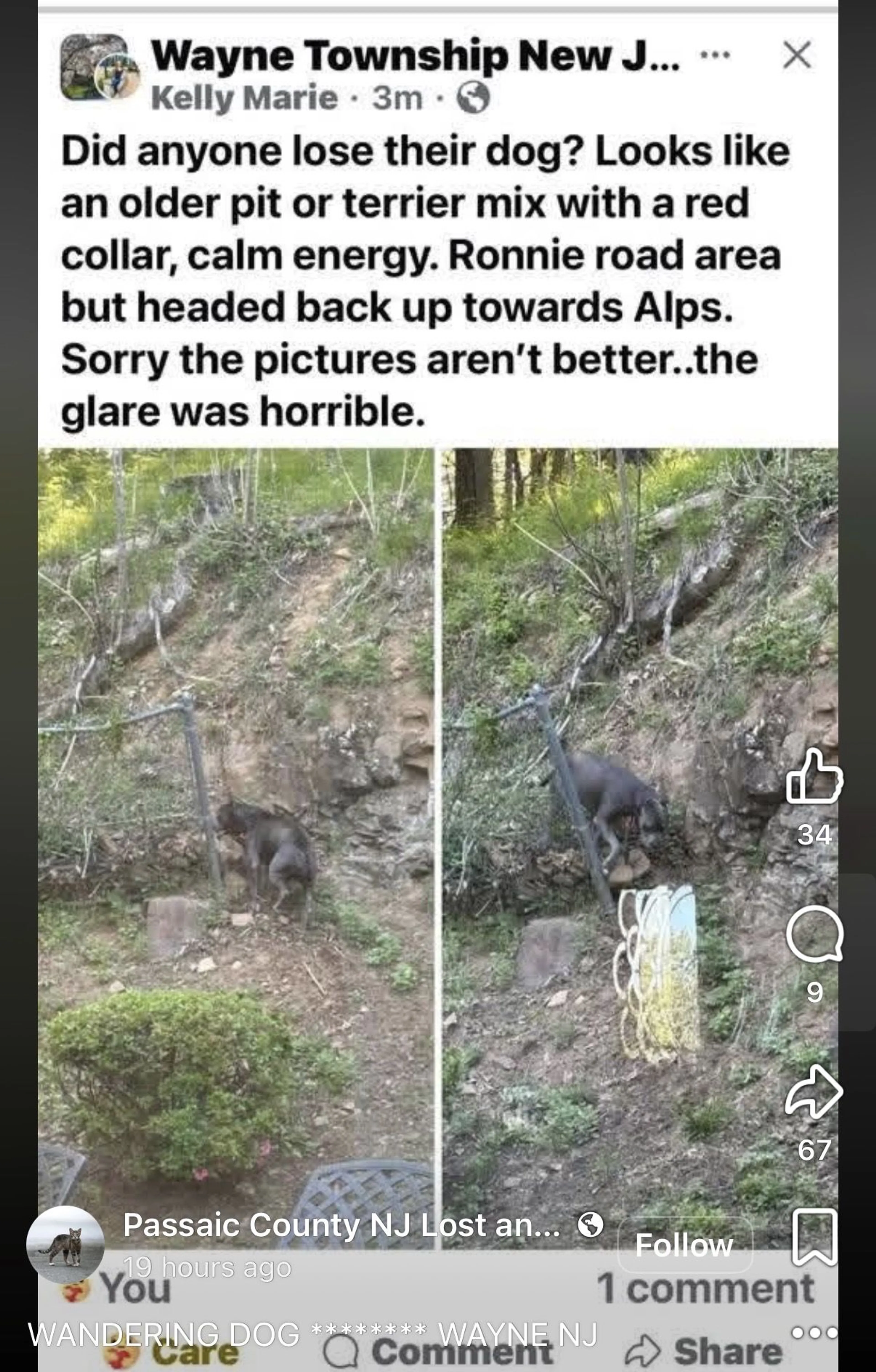 Lost pet