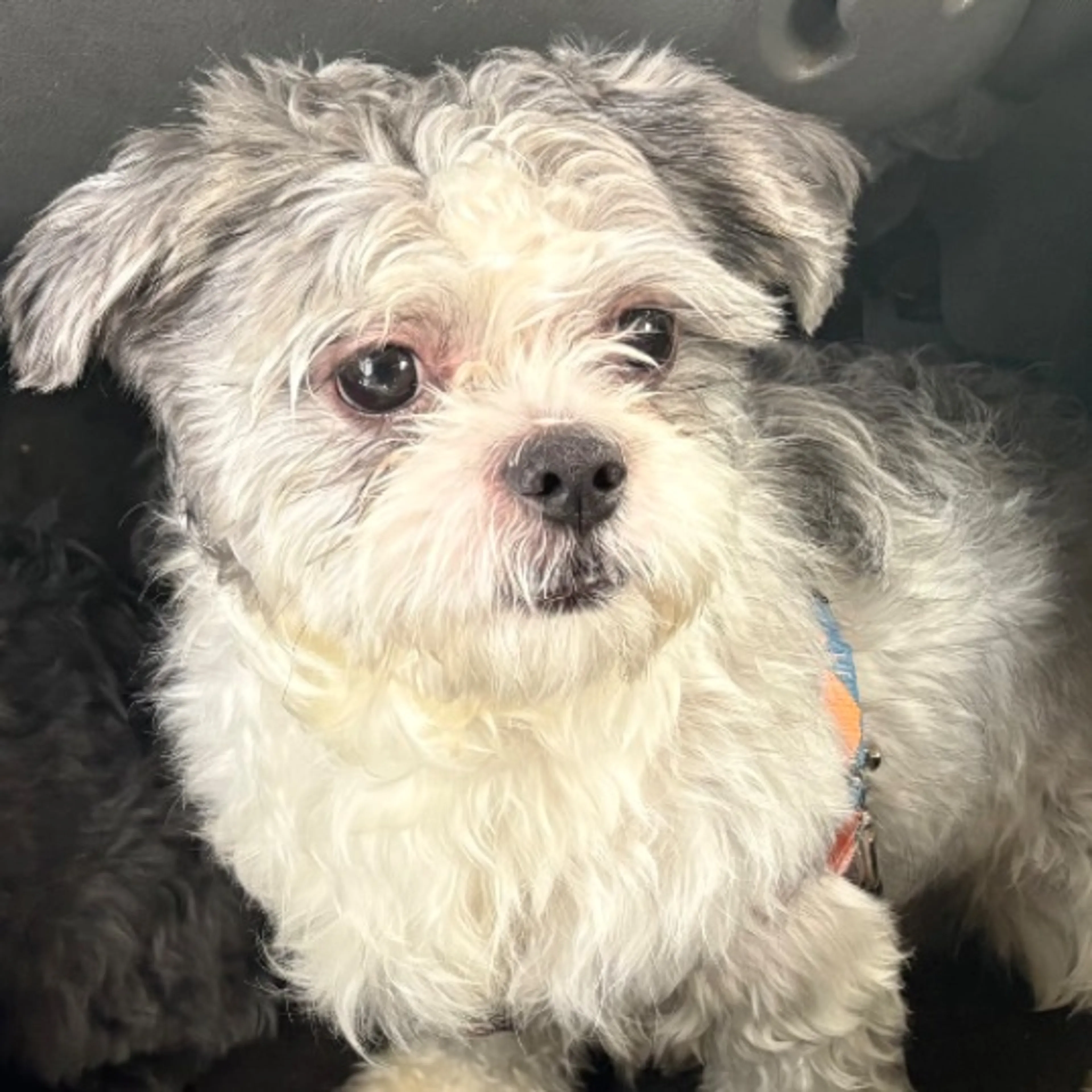 Lost pet