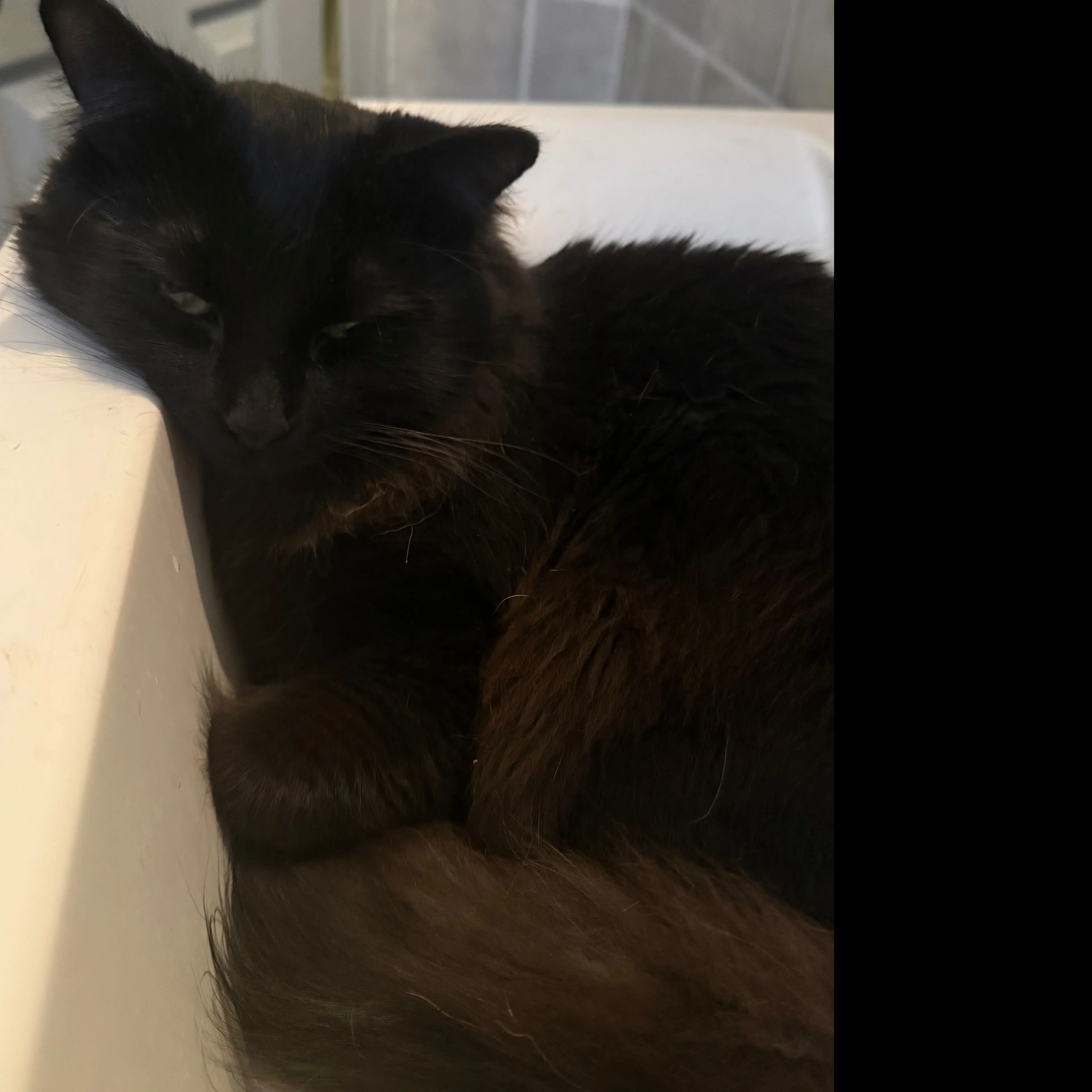 Lost pet-2