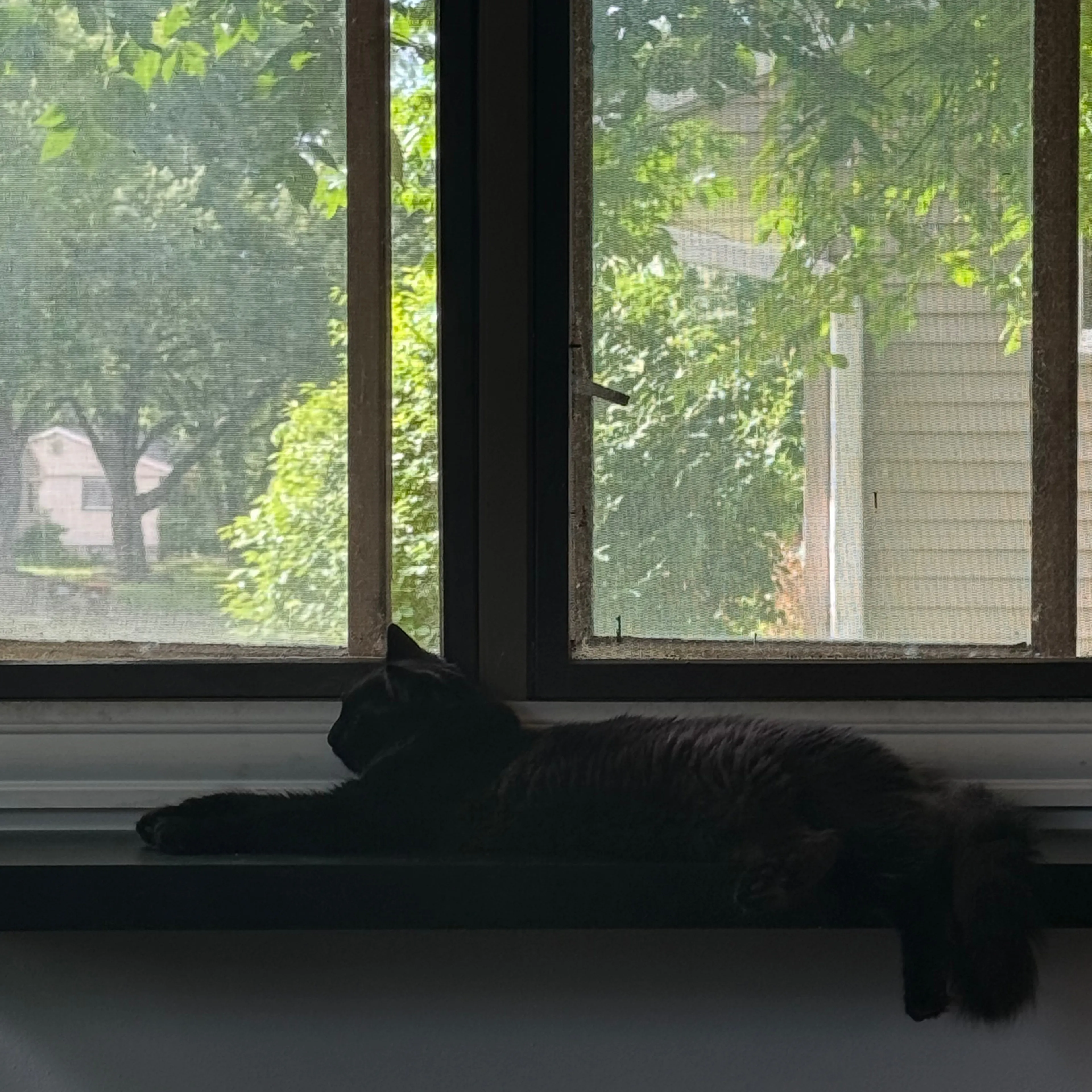 Lost pet-1