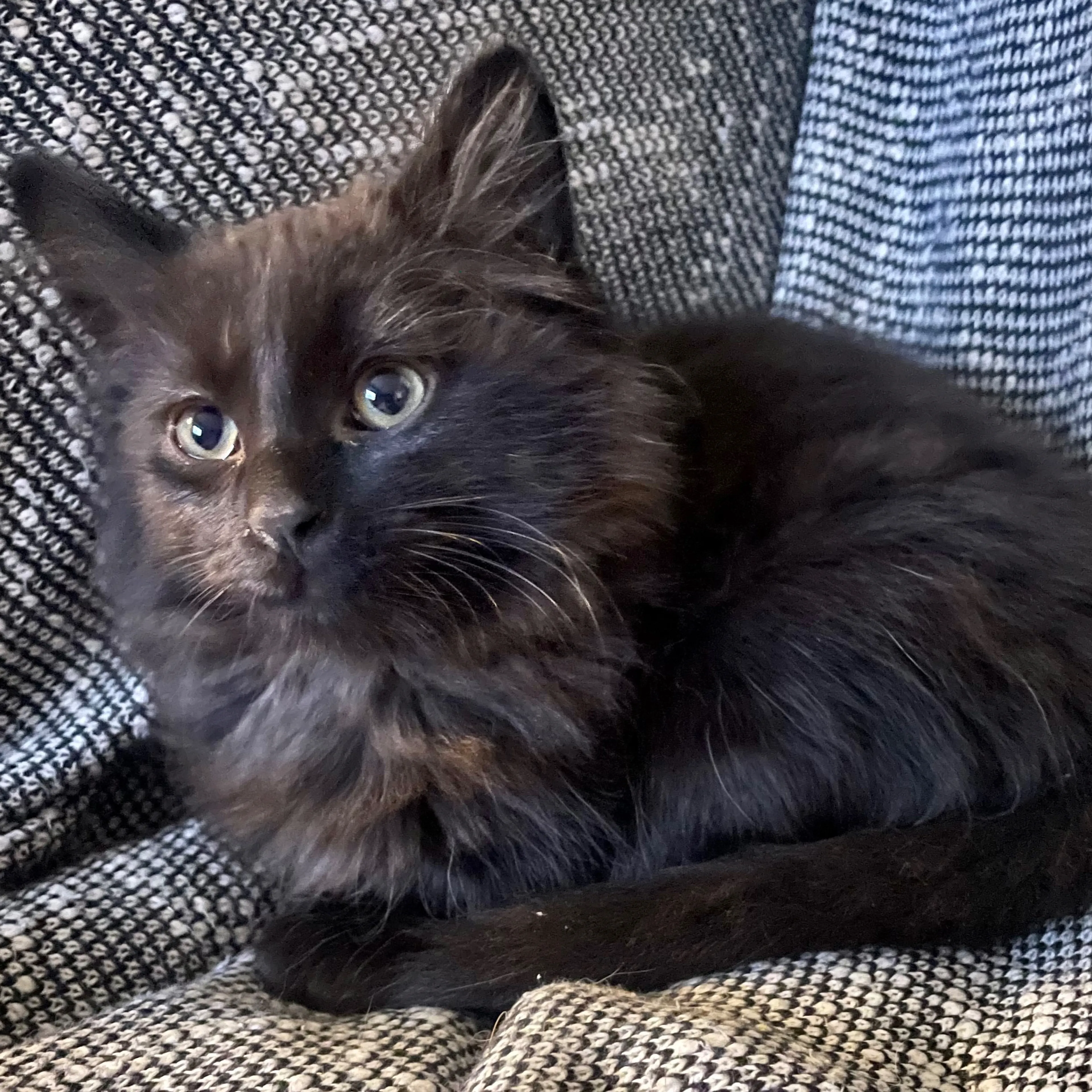 Lost pet-3