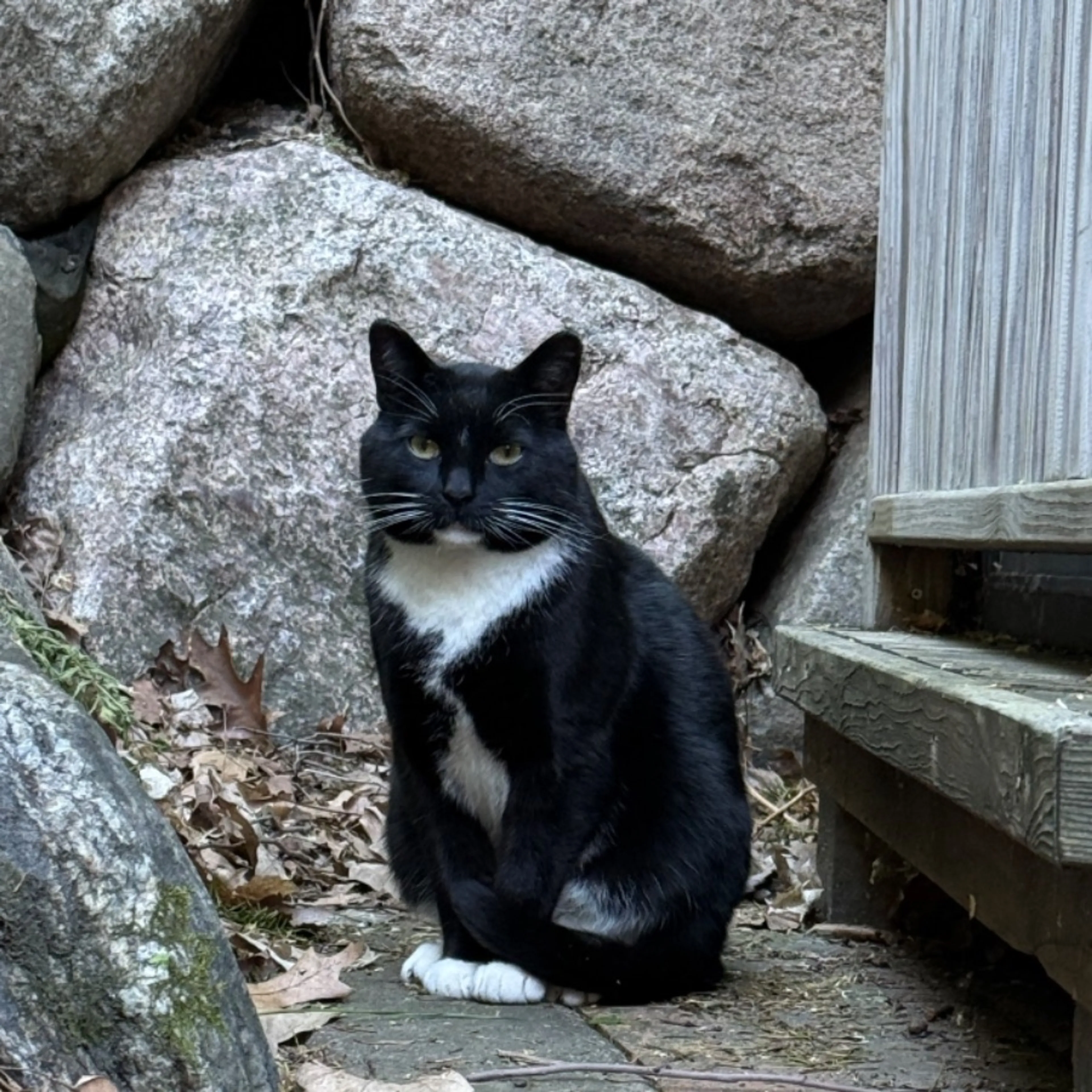 Found pet-0