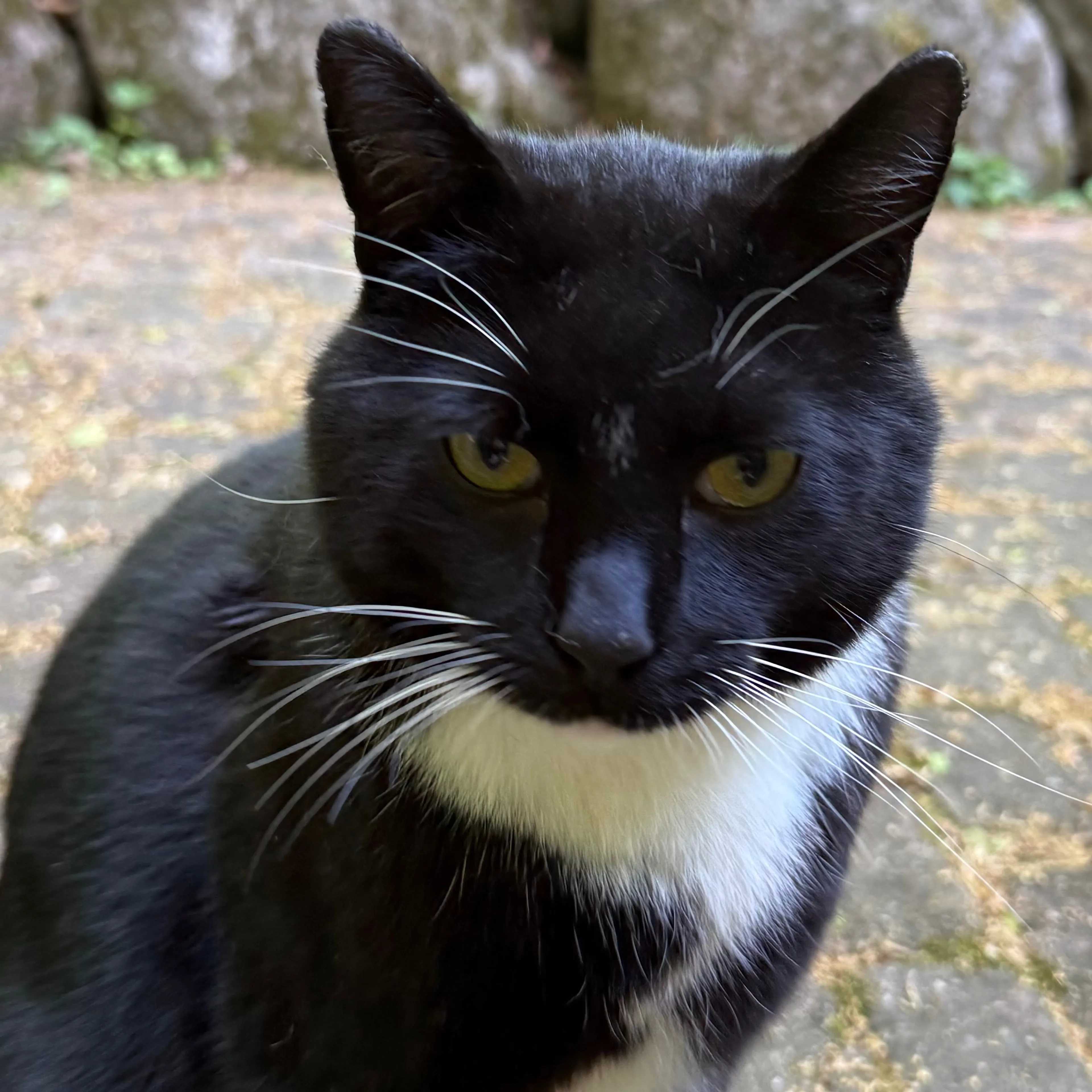 Found pet-1