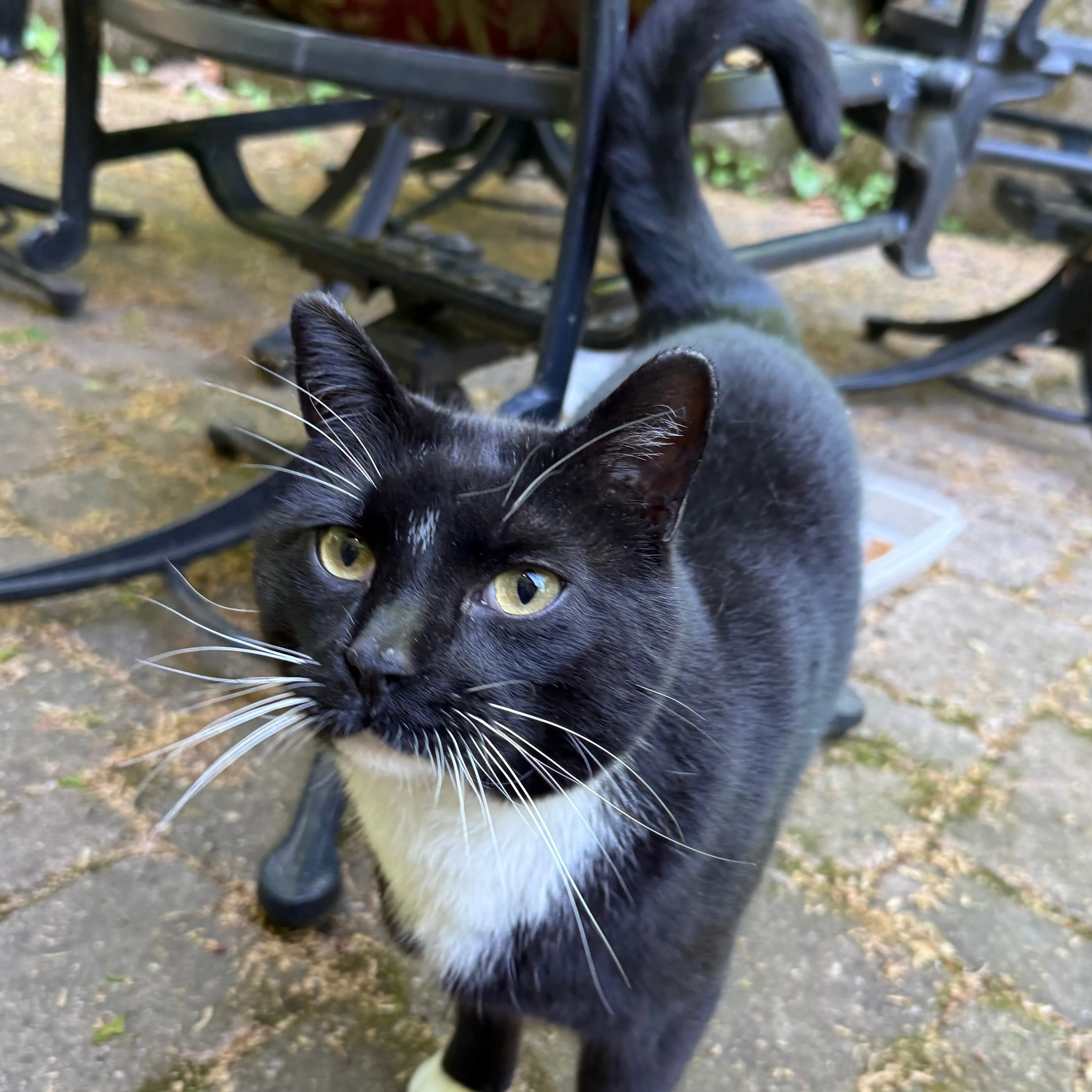 Found pet-2