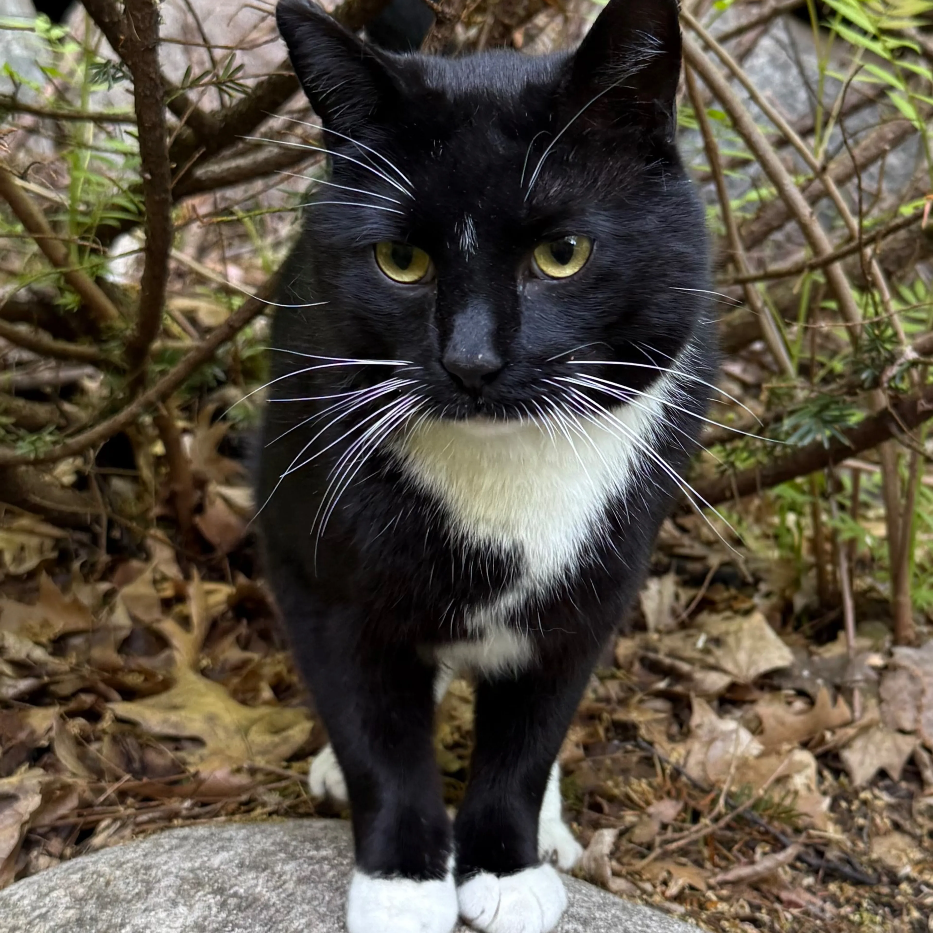 Found pet-3