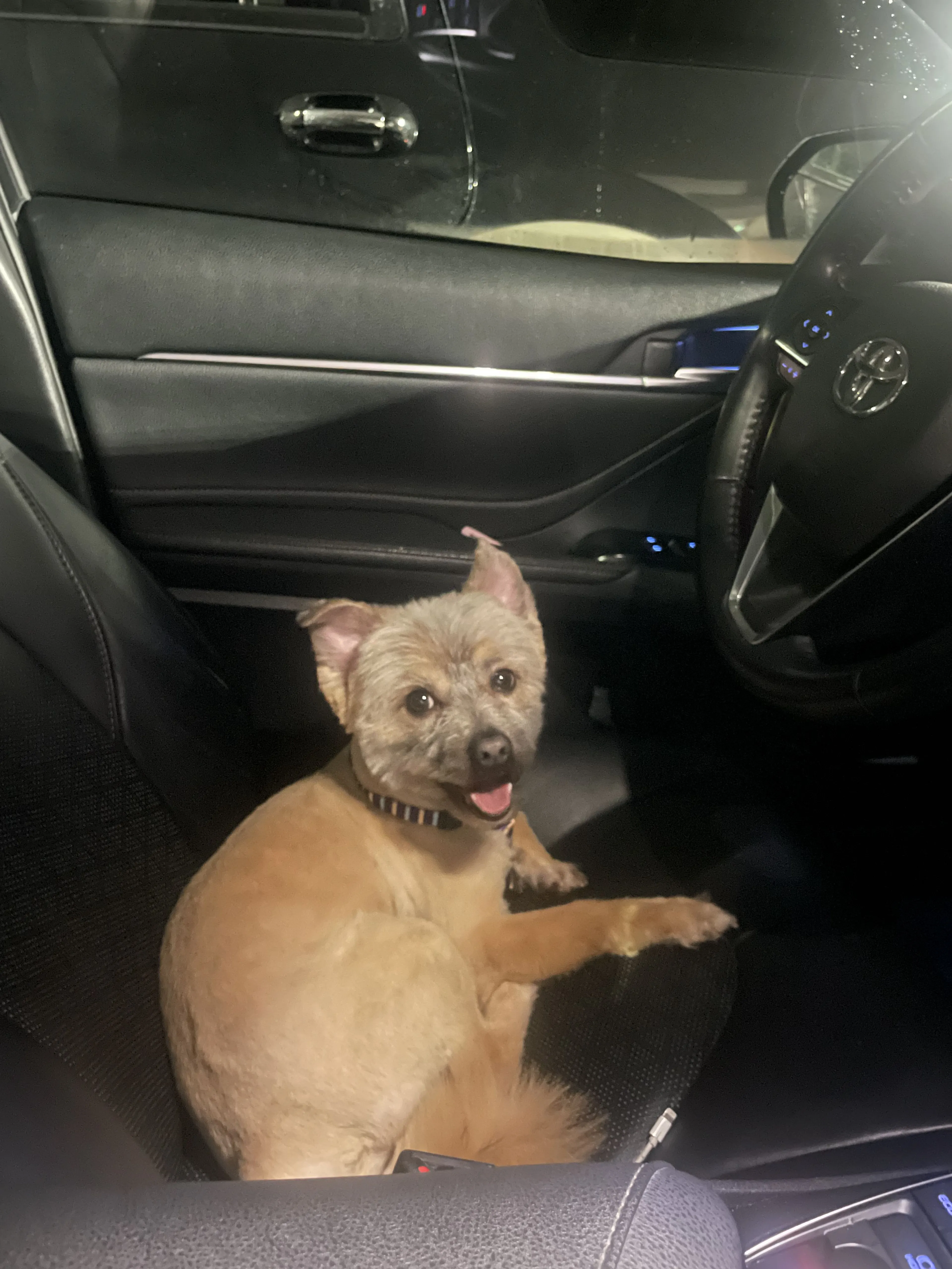Lost pet