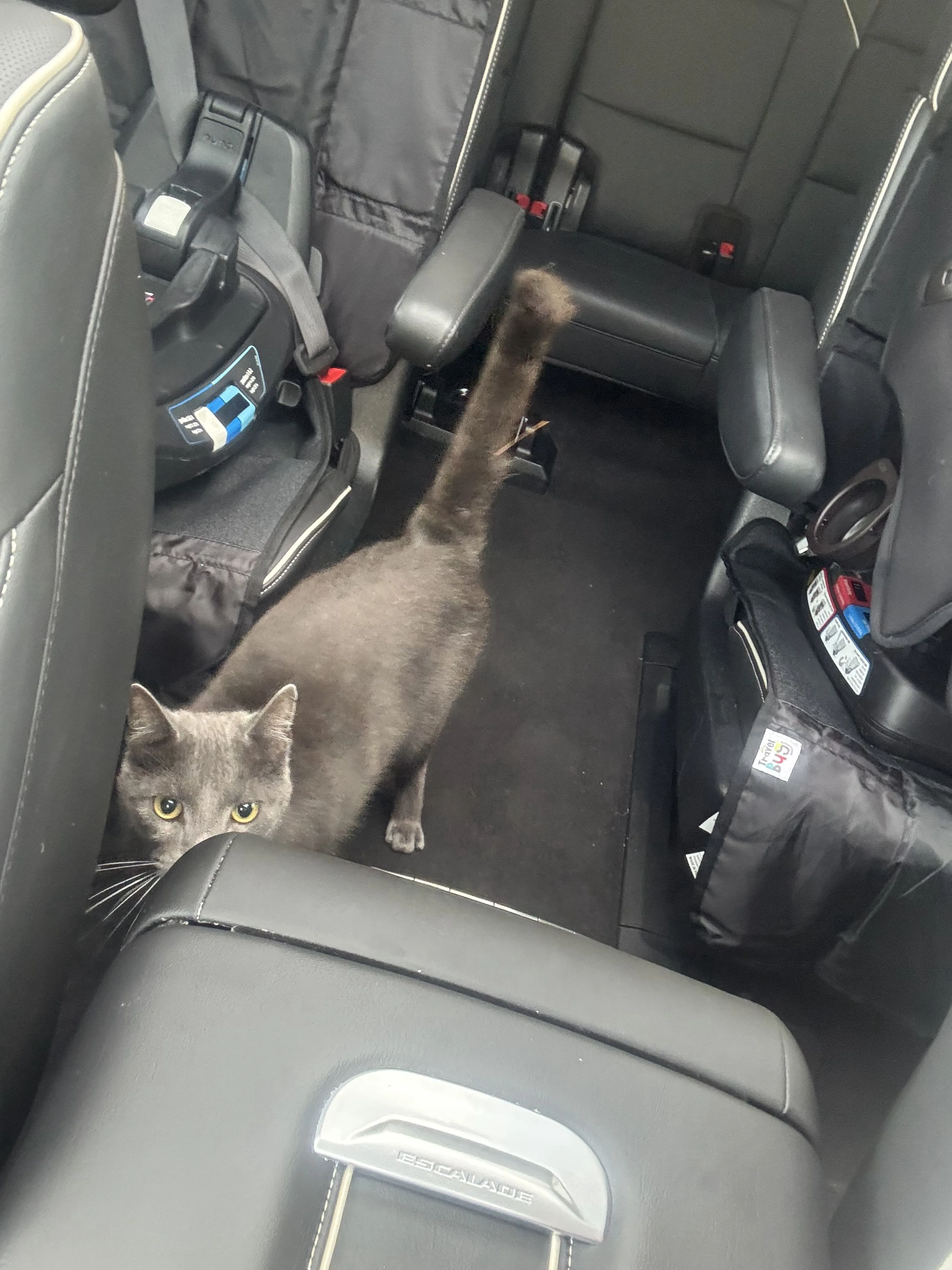 Lost pet