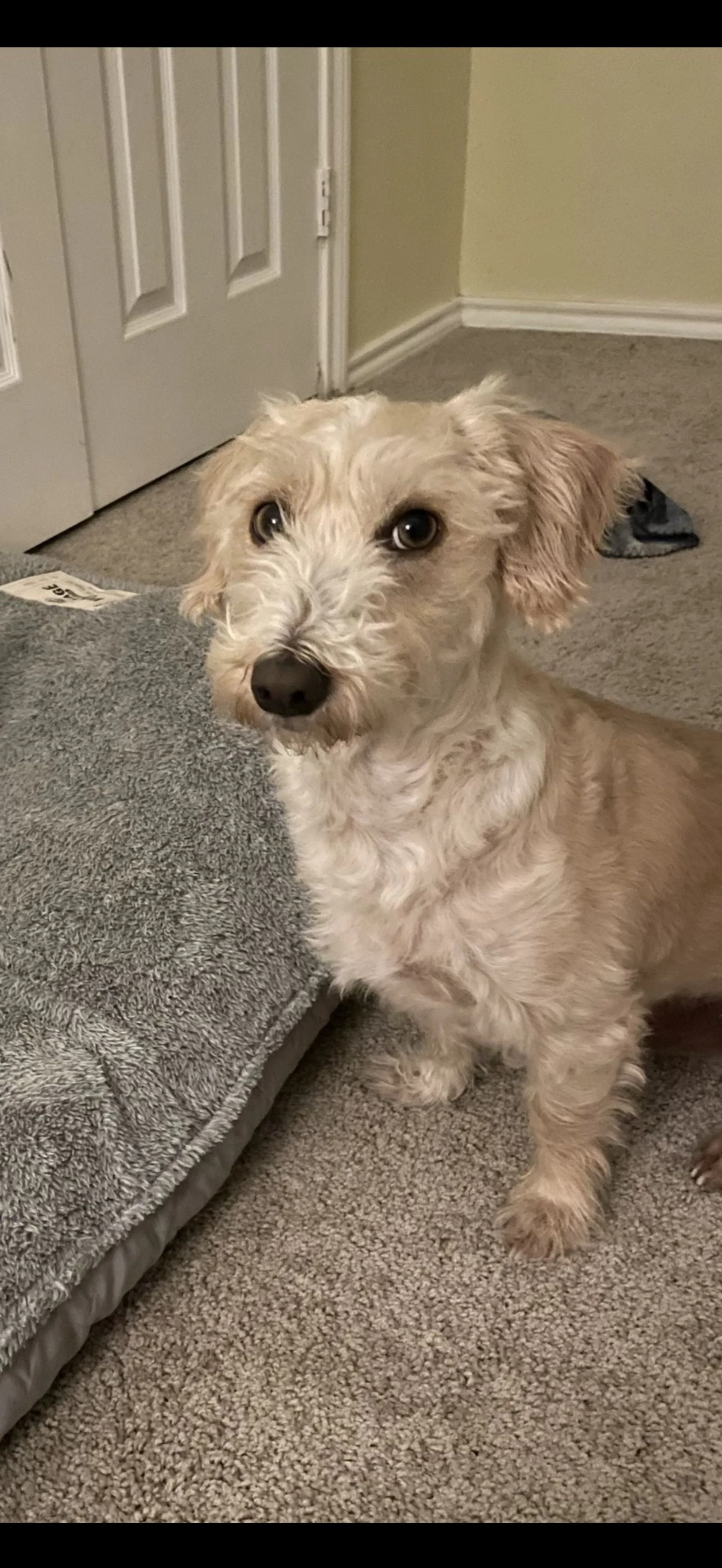 Lost pet