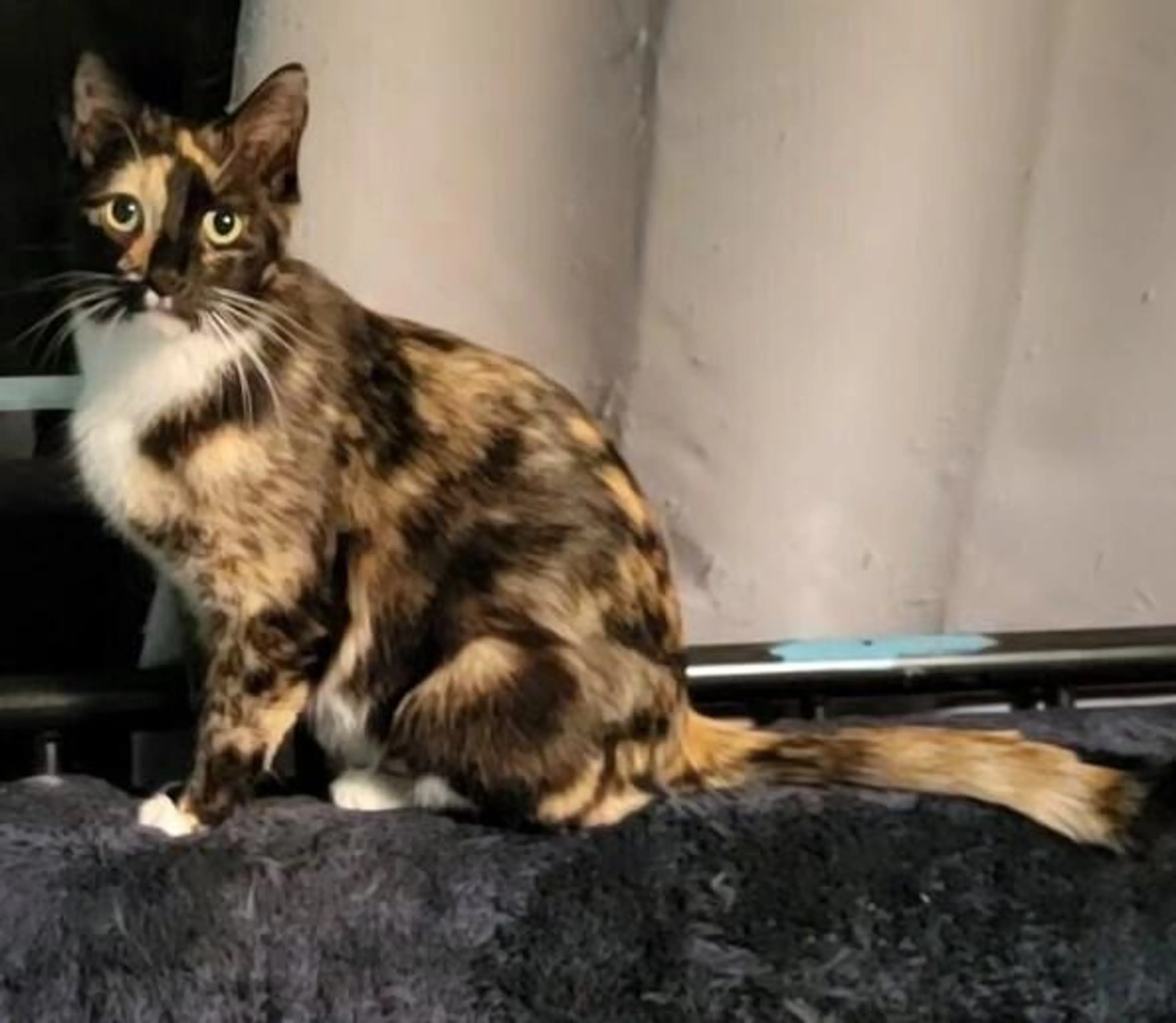 Found pet-1